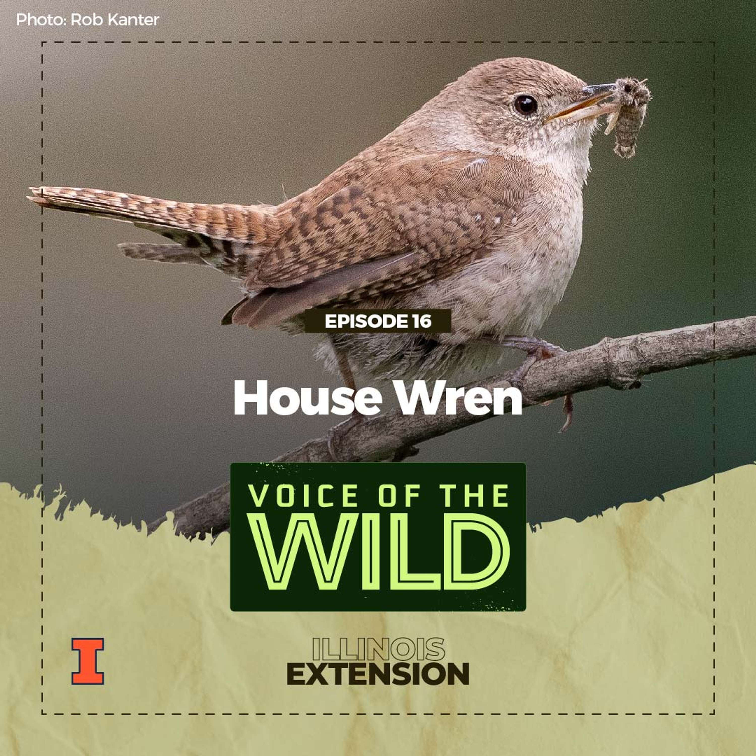Voice of the Wild