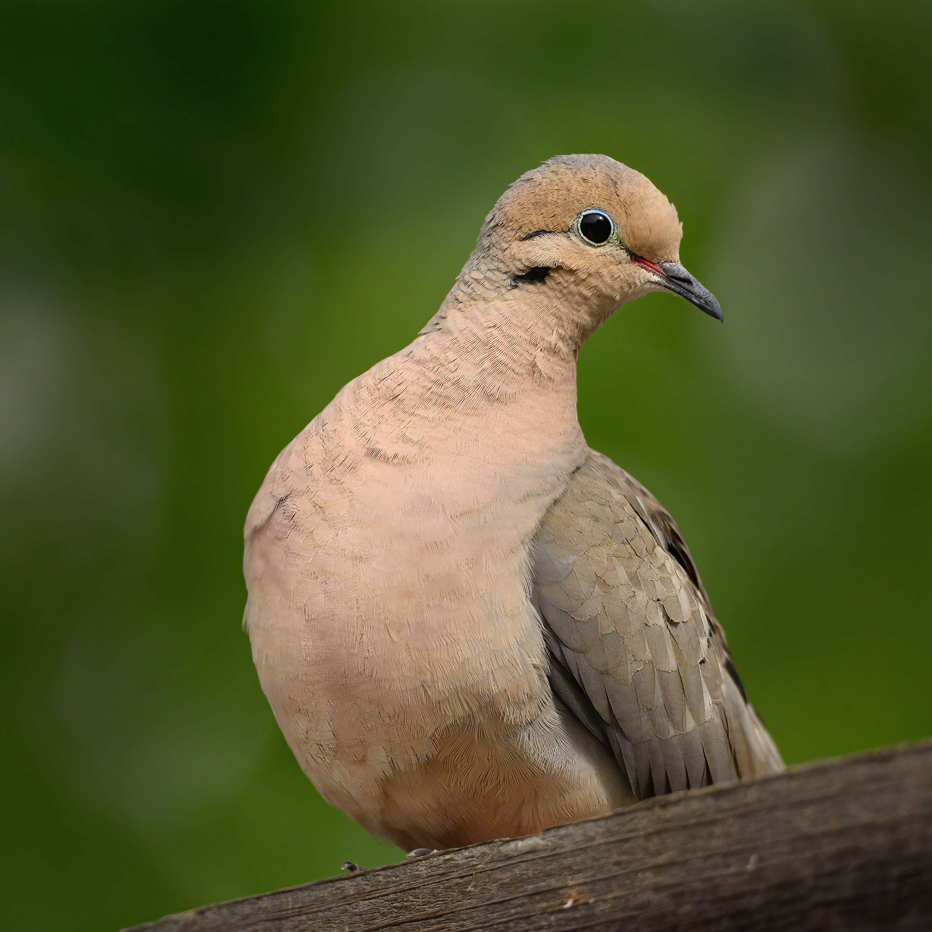 The Nature Photography Podcast