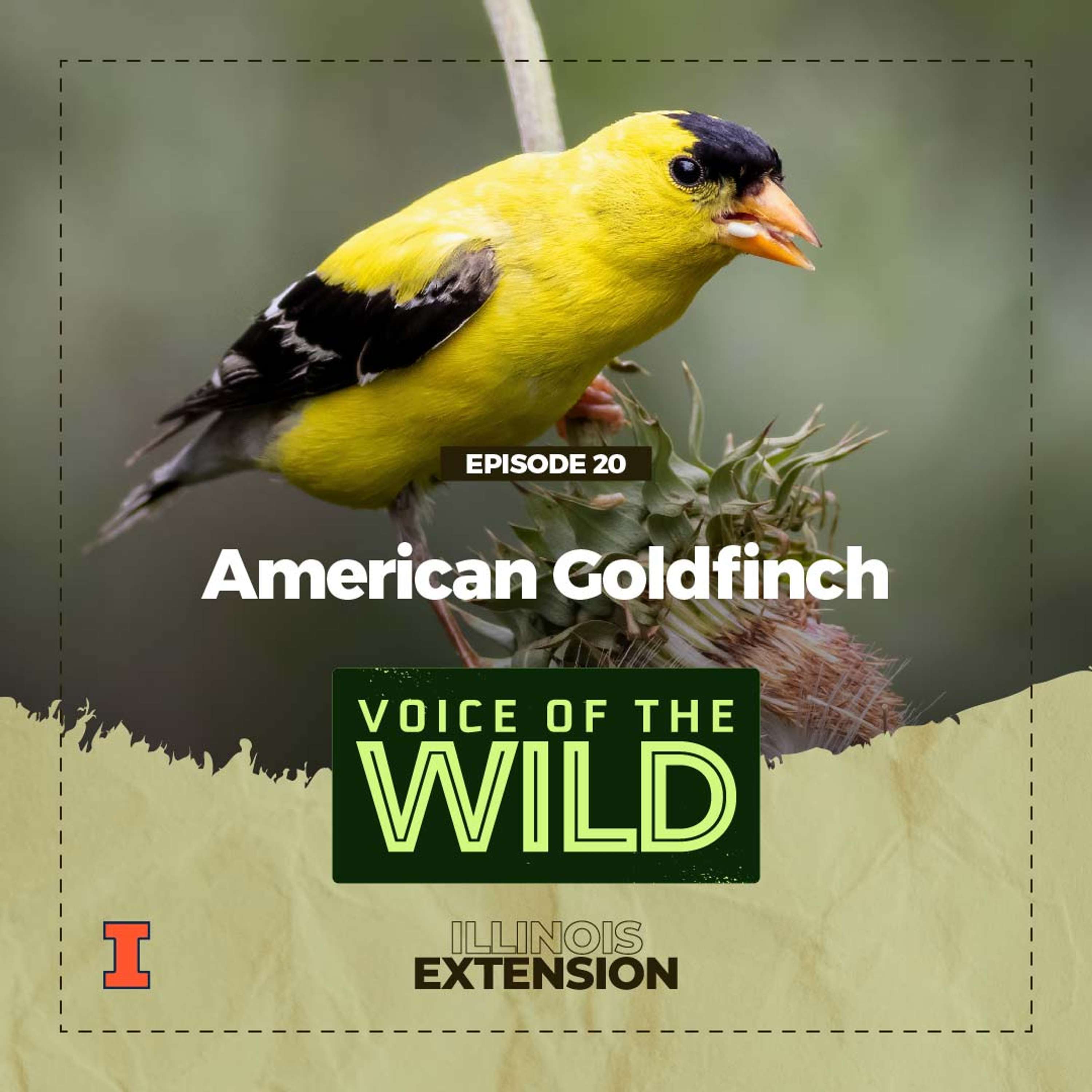 Voice of the Wild