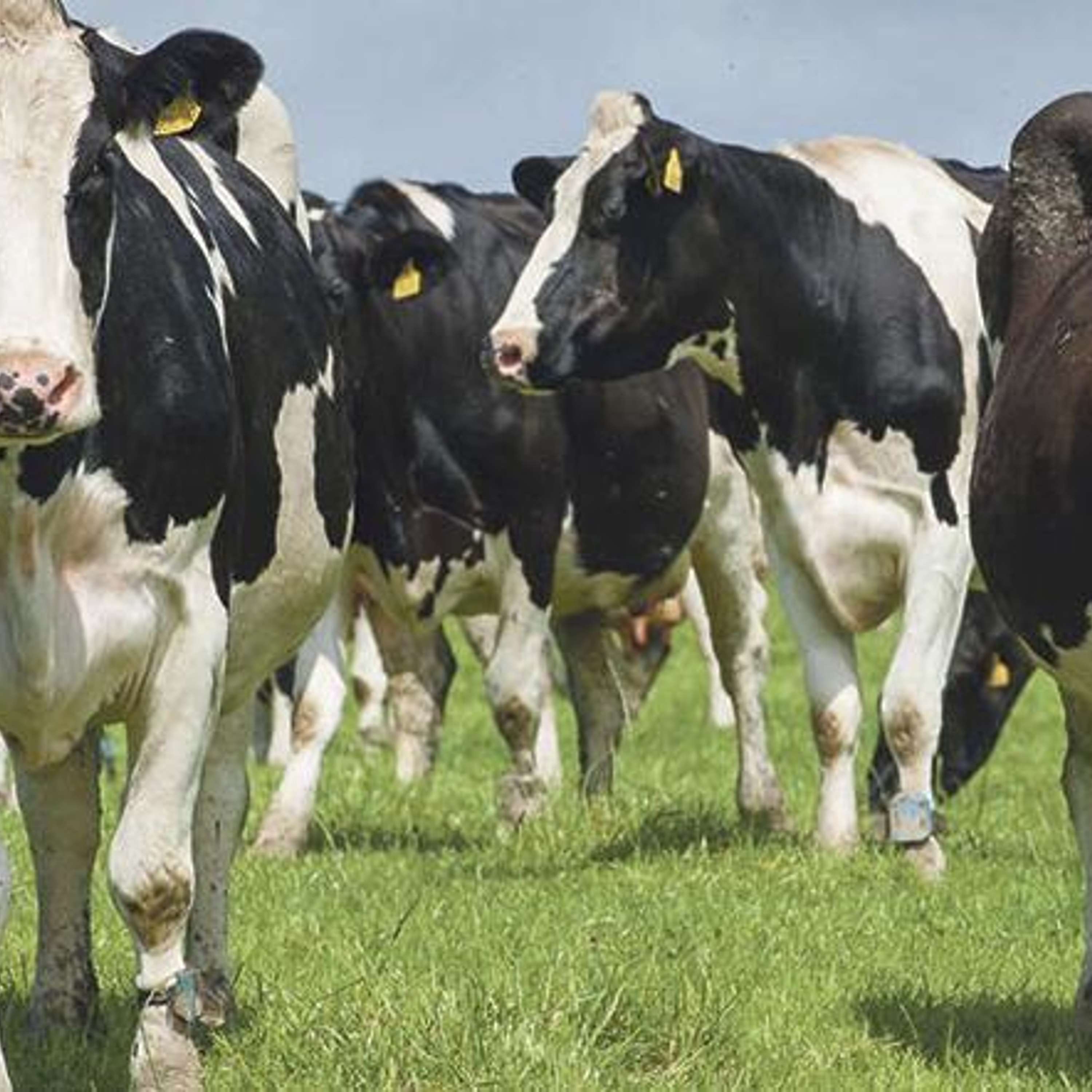 The Dairy Edge
