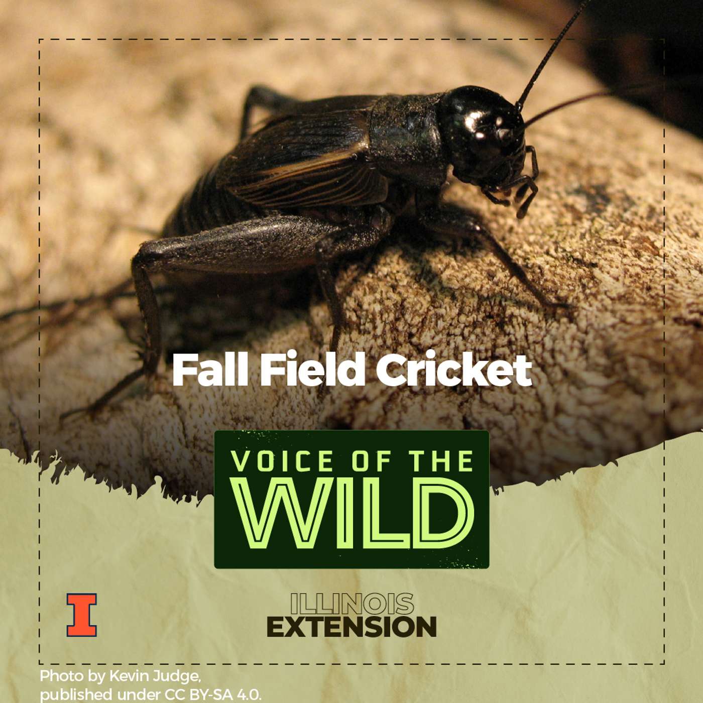 Episode 72: Fall Field Cricket – Voice of the Wild Episode 72: Fall Field Cricket – Voice of the Wild