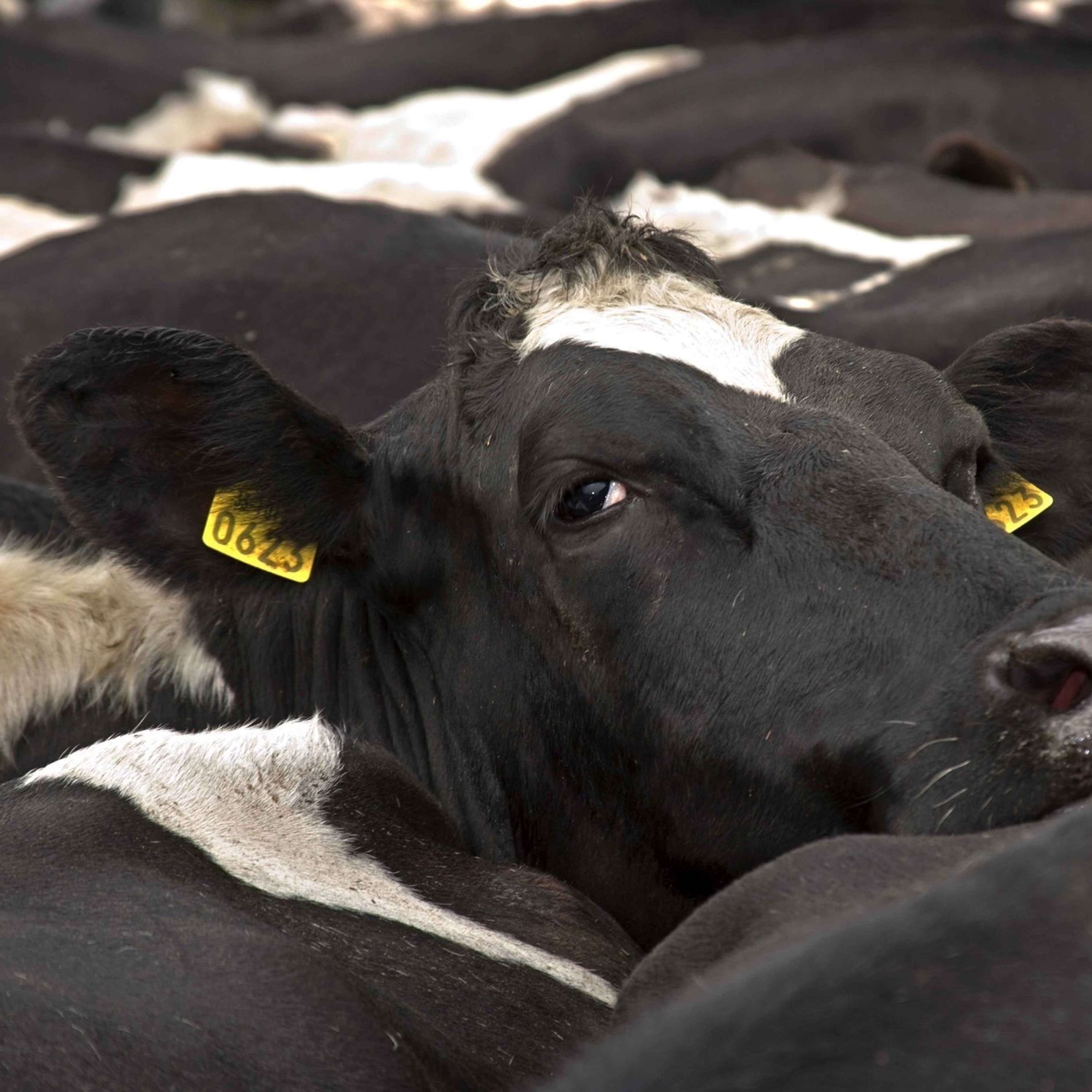 The Dairy Edge
