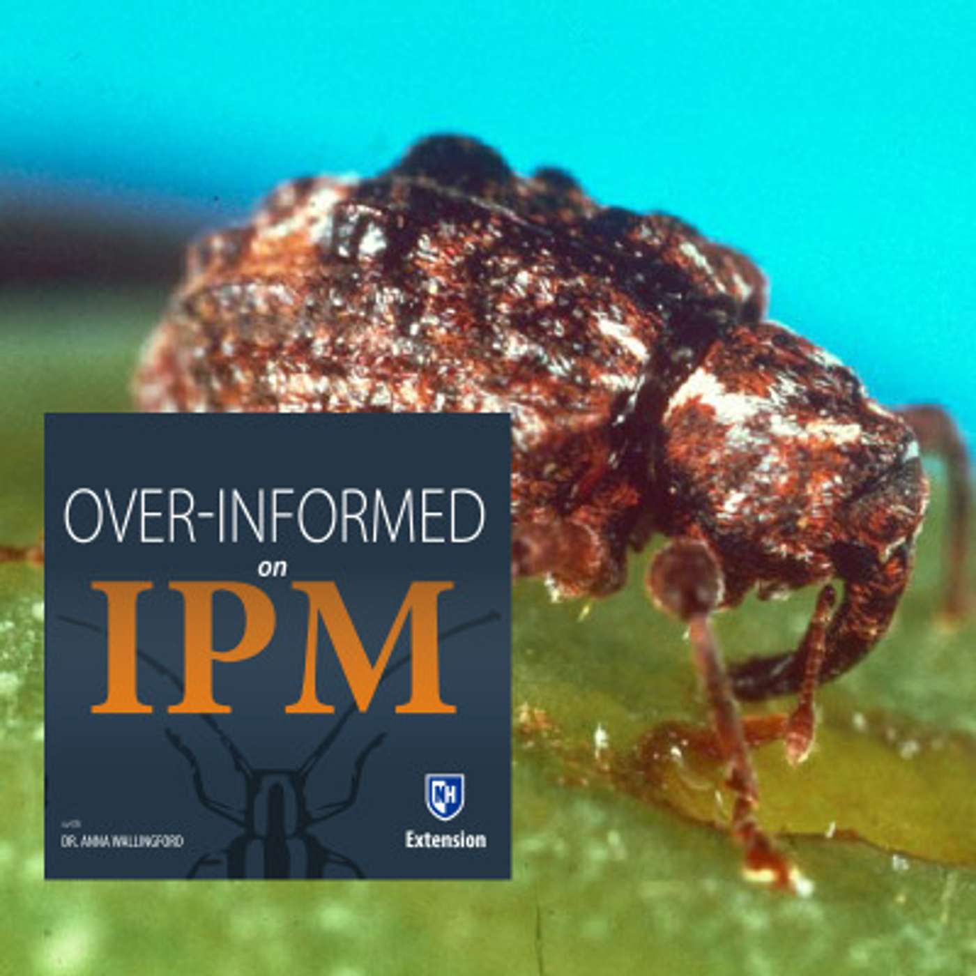 008 Plum Curculio (Part 1)