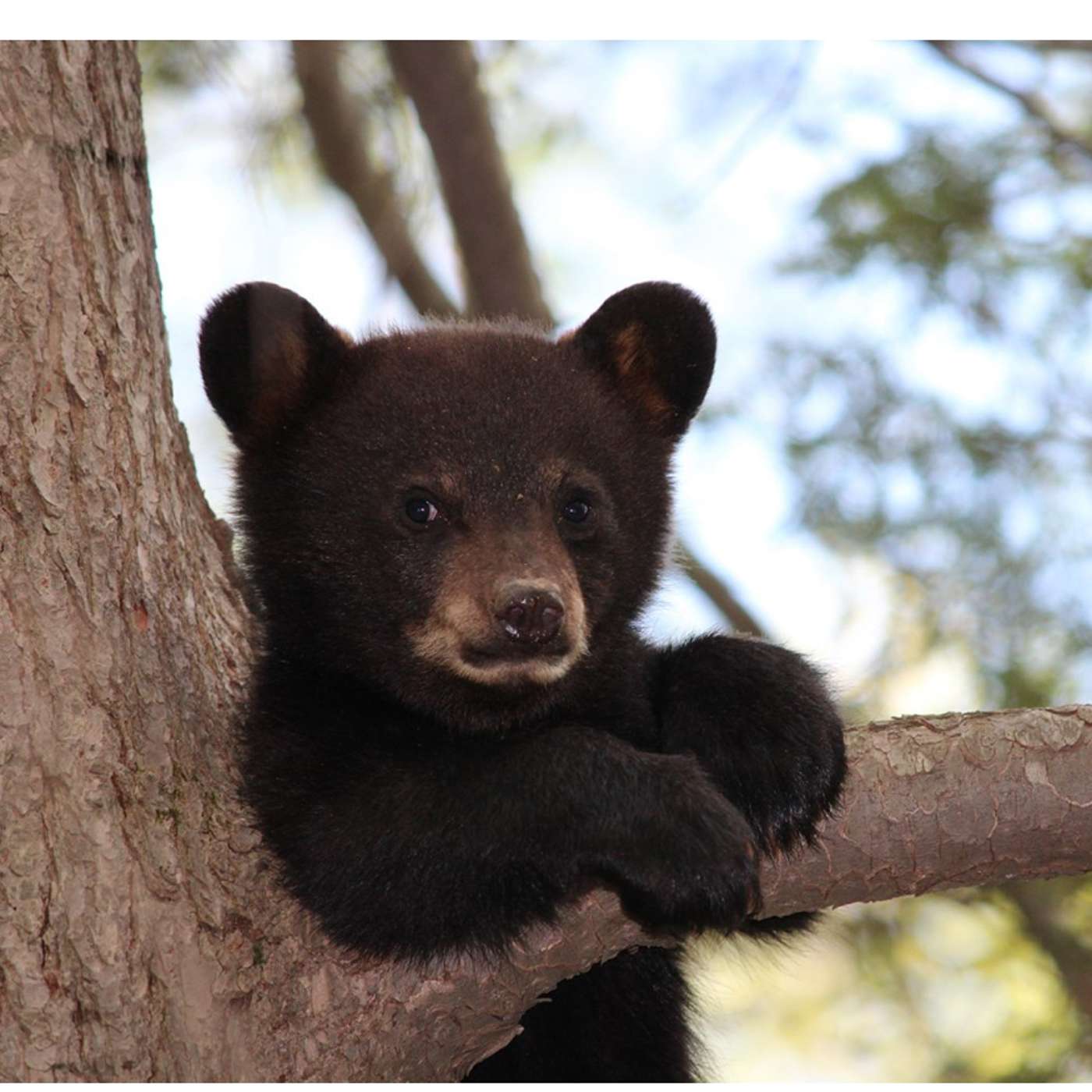 CT DEEP is pushing bear hunting again CT DEEP is pushing bear hunting again