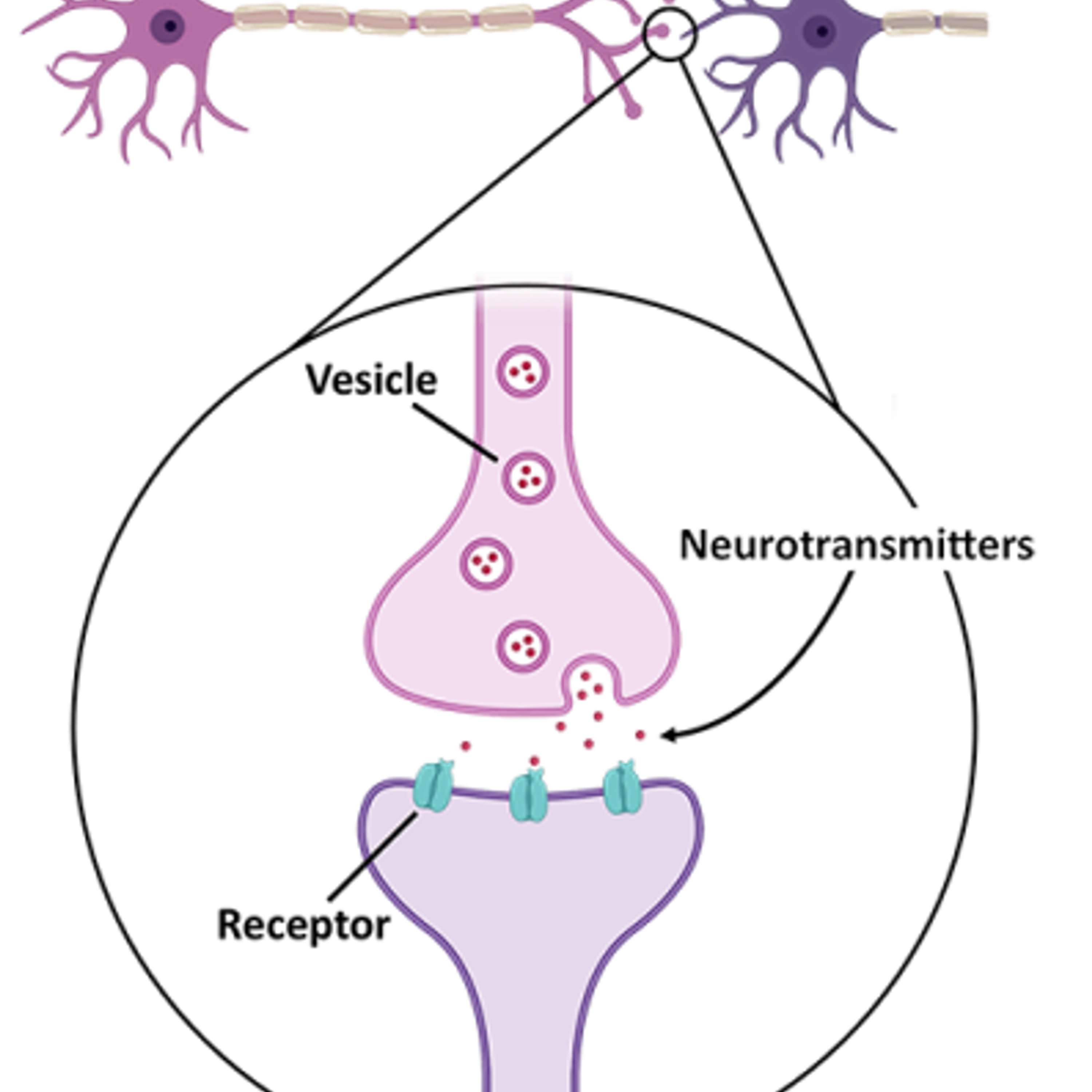 Sentience: Action Potentials—Neurotransmitters and the Theory of Consciousness