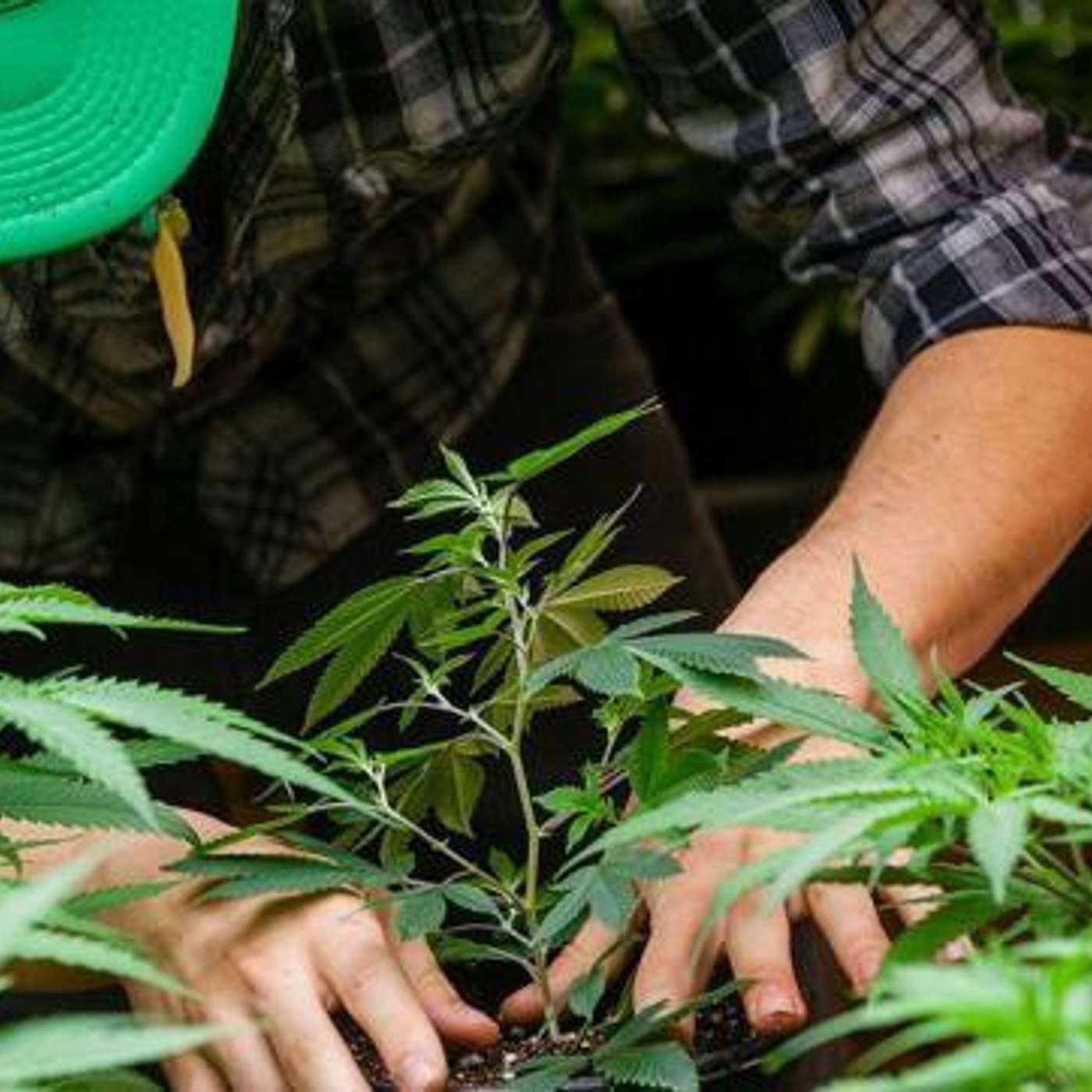 Facundo Garretón: "el cannabis es una industria nueva pero muy compleja" episode artwork