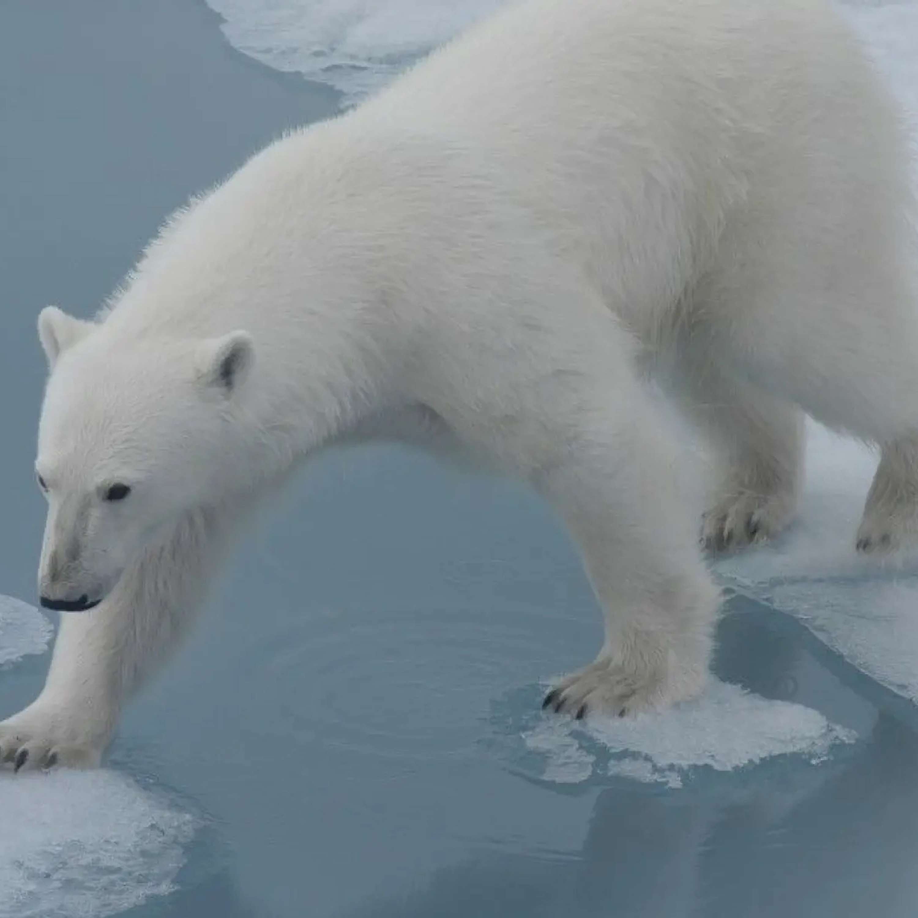 Время задуматься: экосистема Арктики рушится на глазах