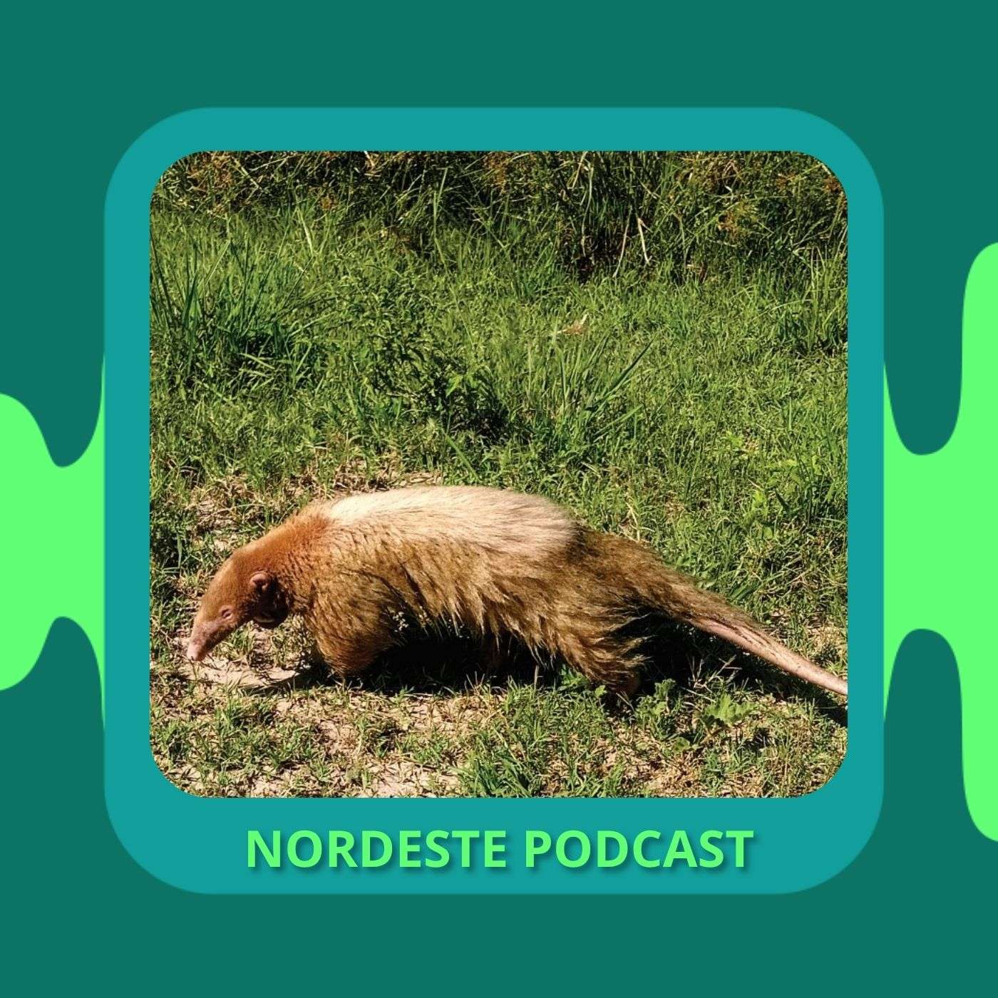 Nordeste Podcast