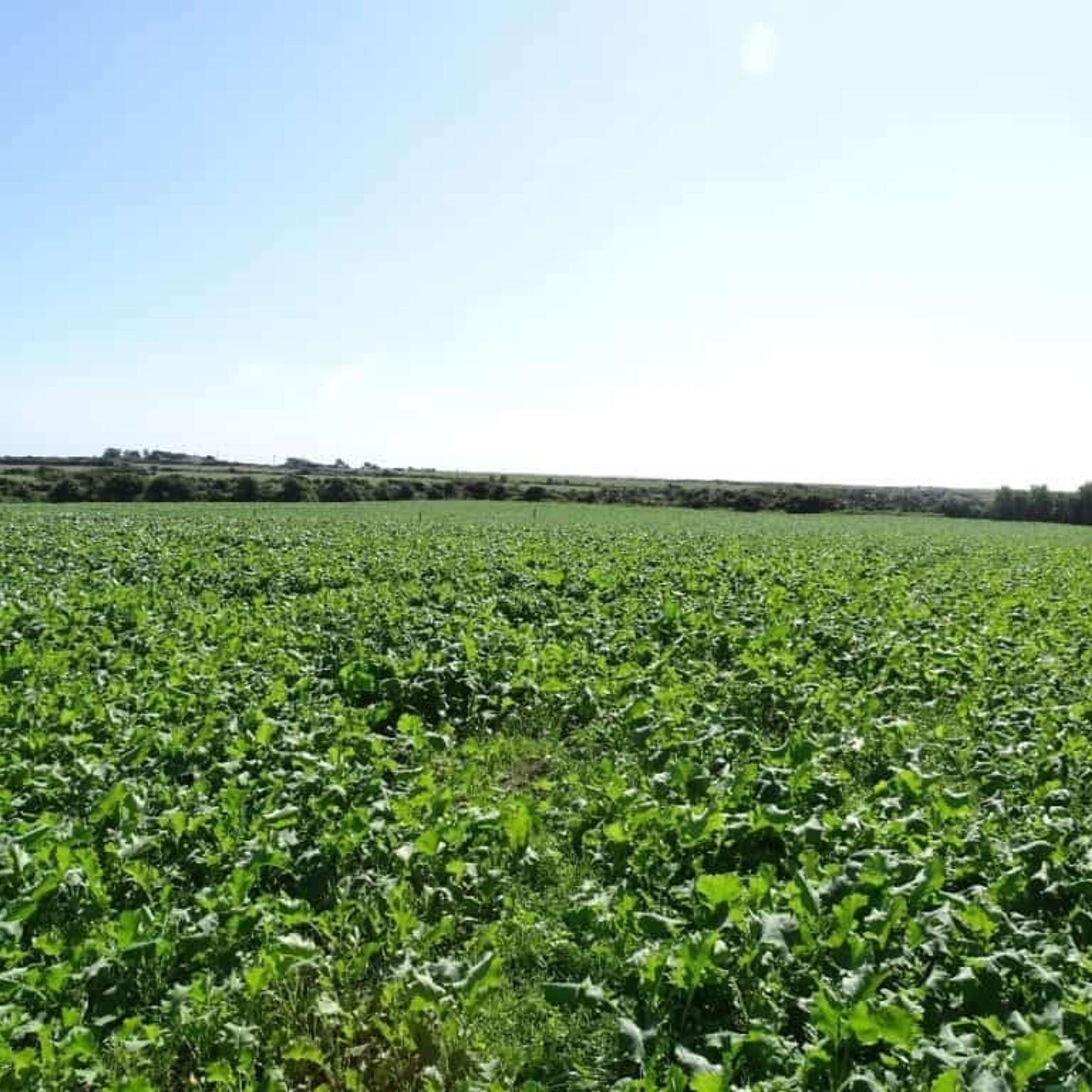 The Tillage Edge