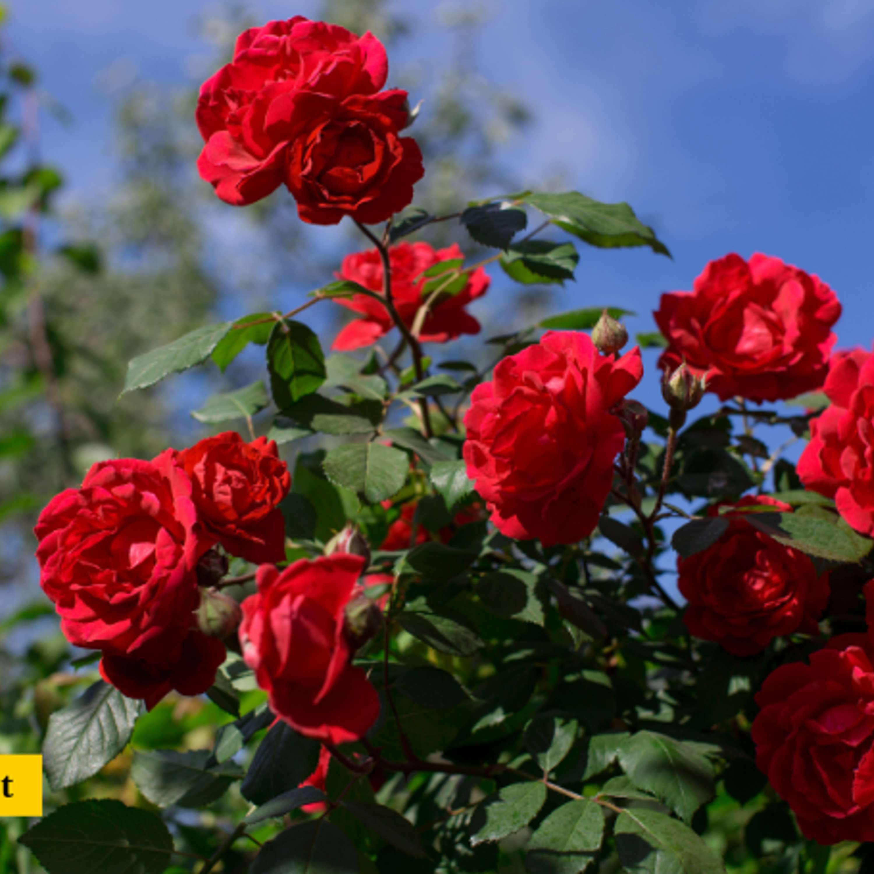Katolsk podkast | St Rita Radio | EWTN Norge