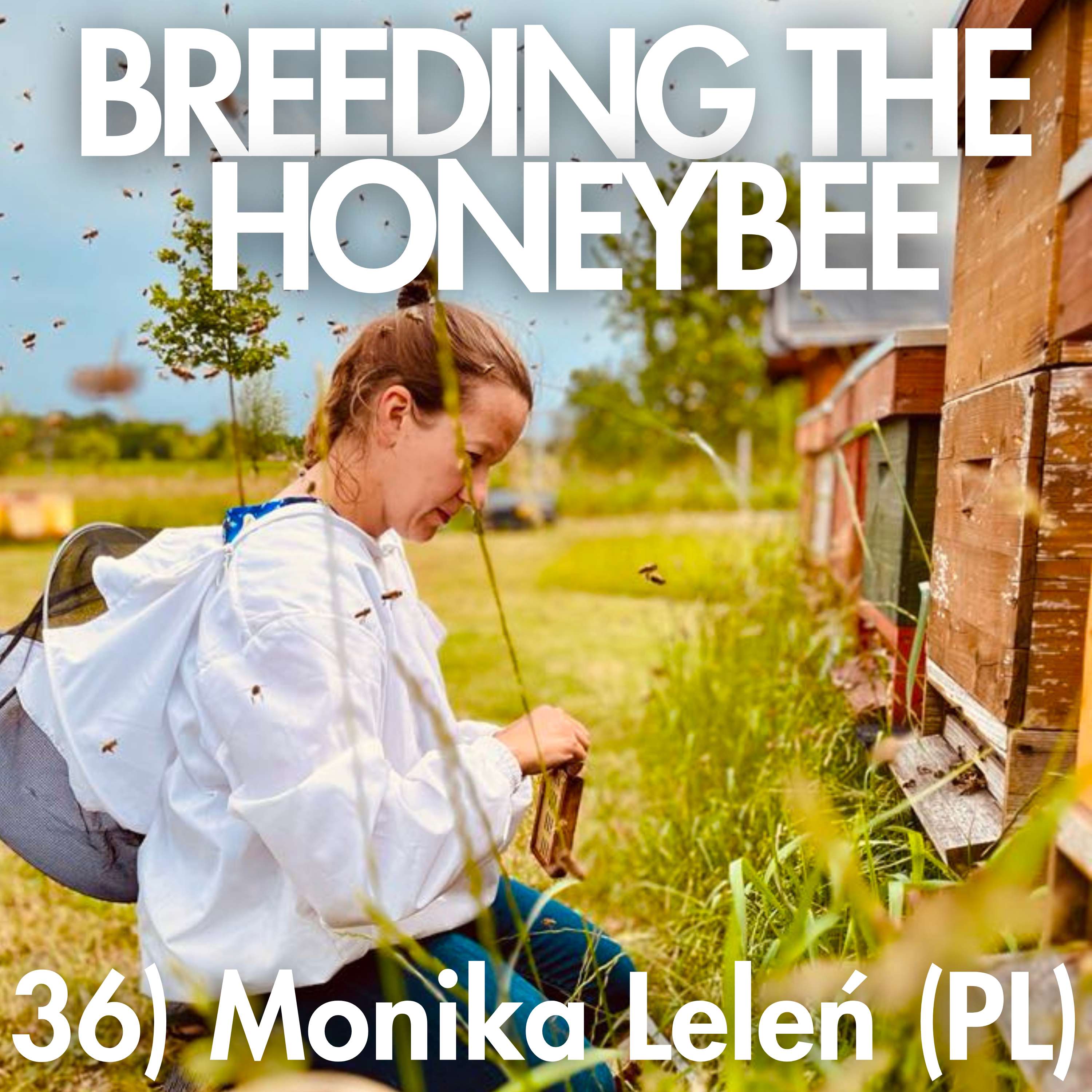Breeding the Honeybee