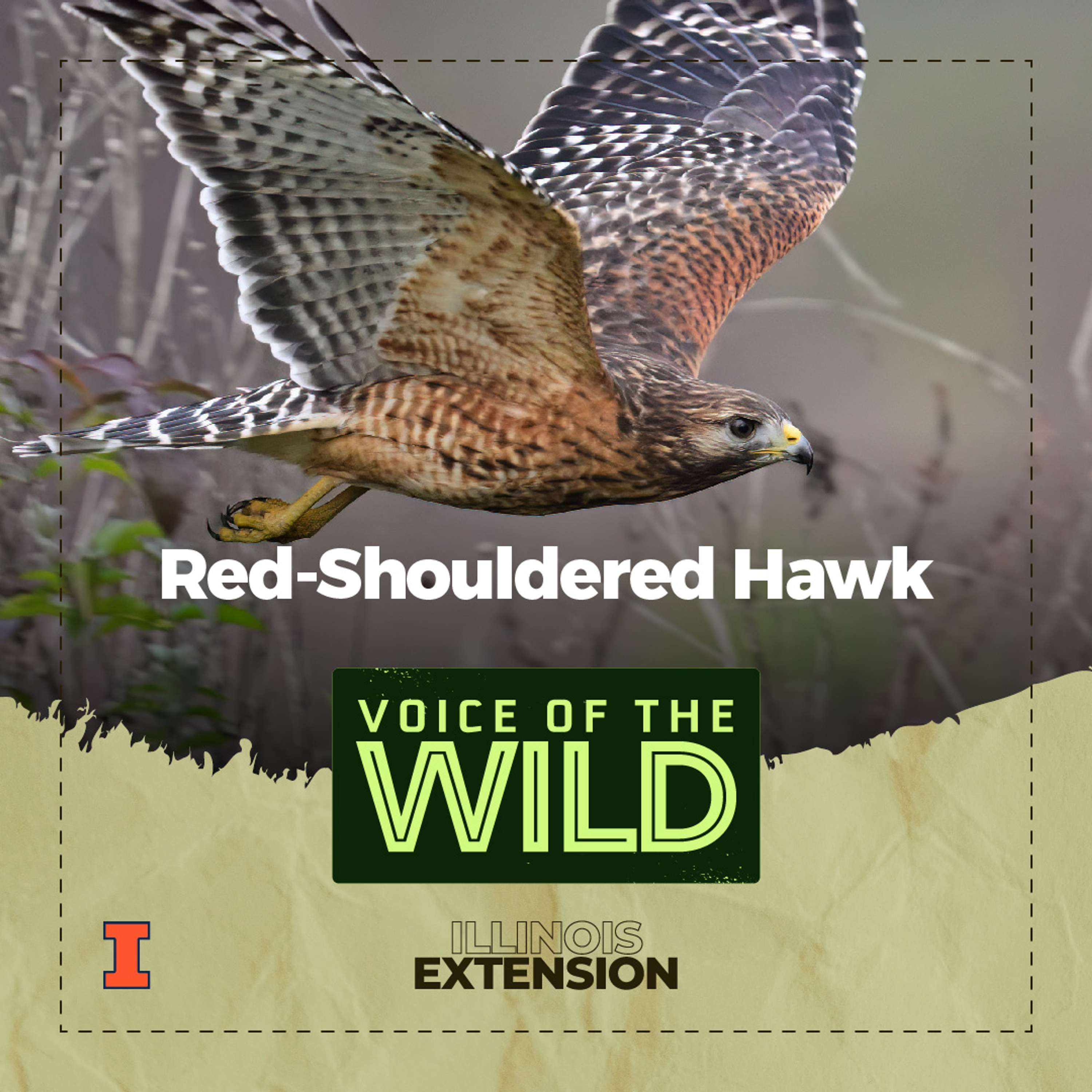 Voice of the Wild