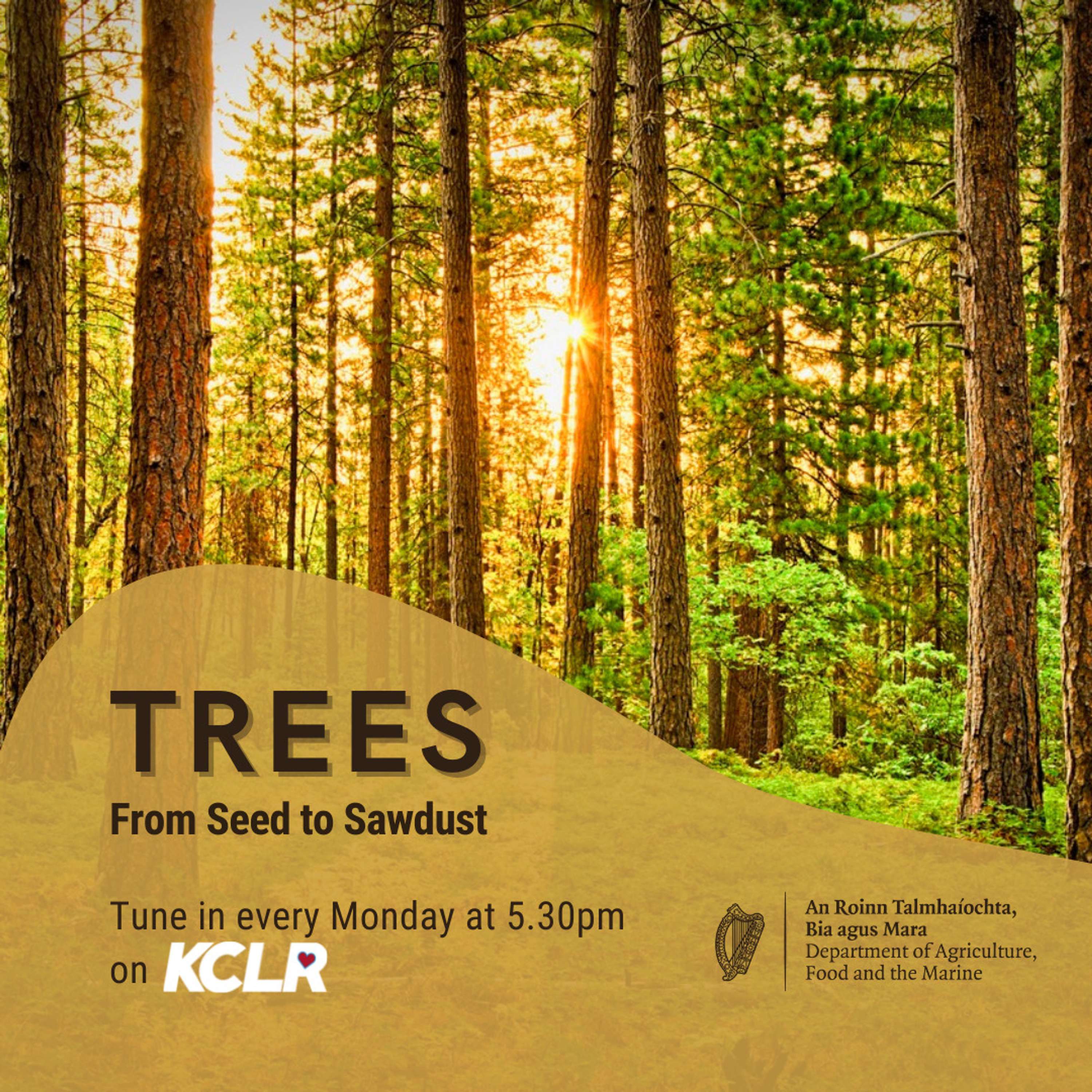 Trees: From Seed to Sawdust - Episode 19 - Community Engagement and Wellness in Woodlands with the Acorn Project