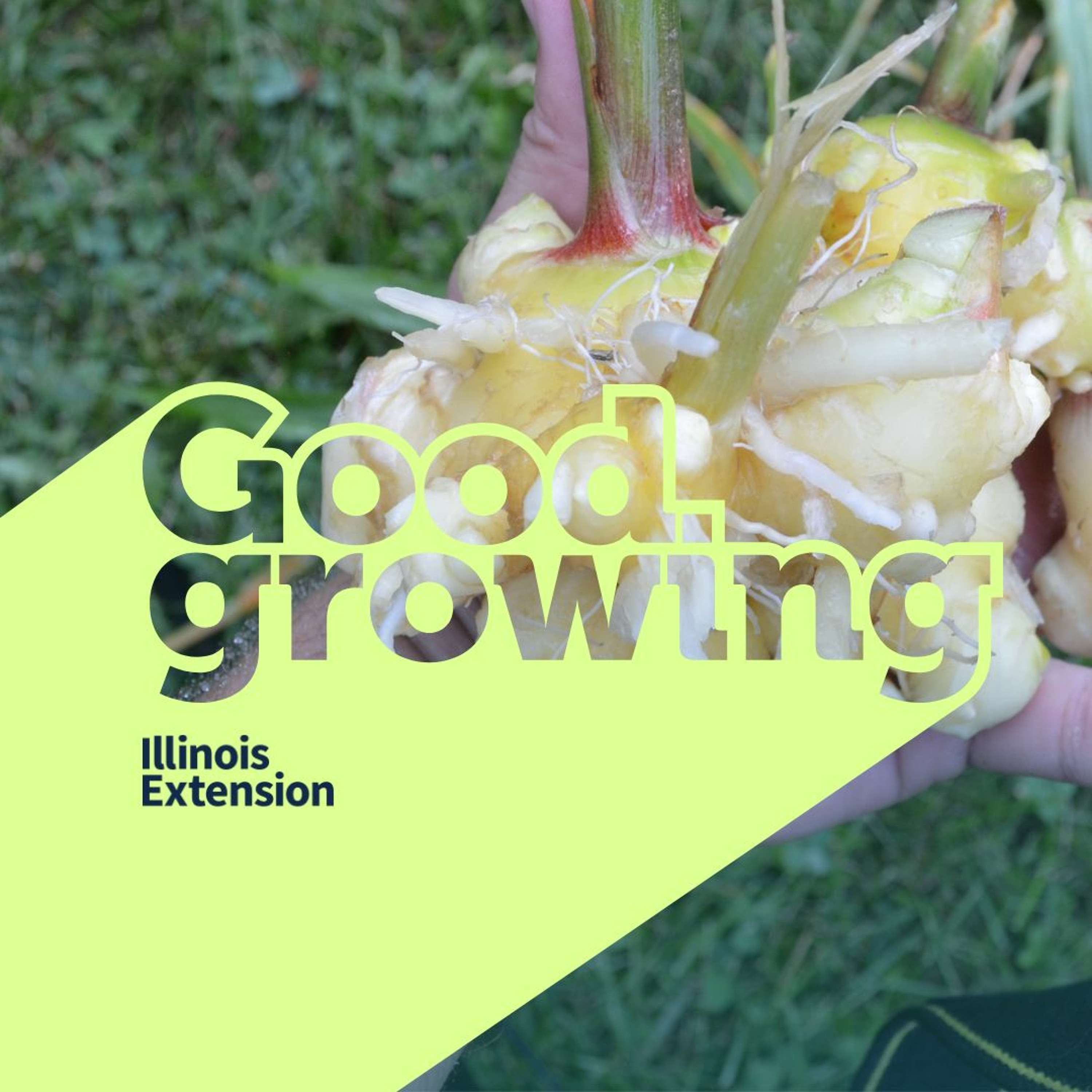 Ep. 129 Part 2 of growing ginger, turmeric, and galangal | #GoodGrowing