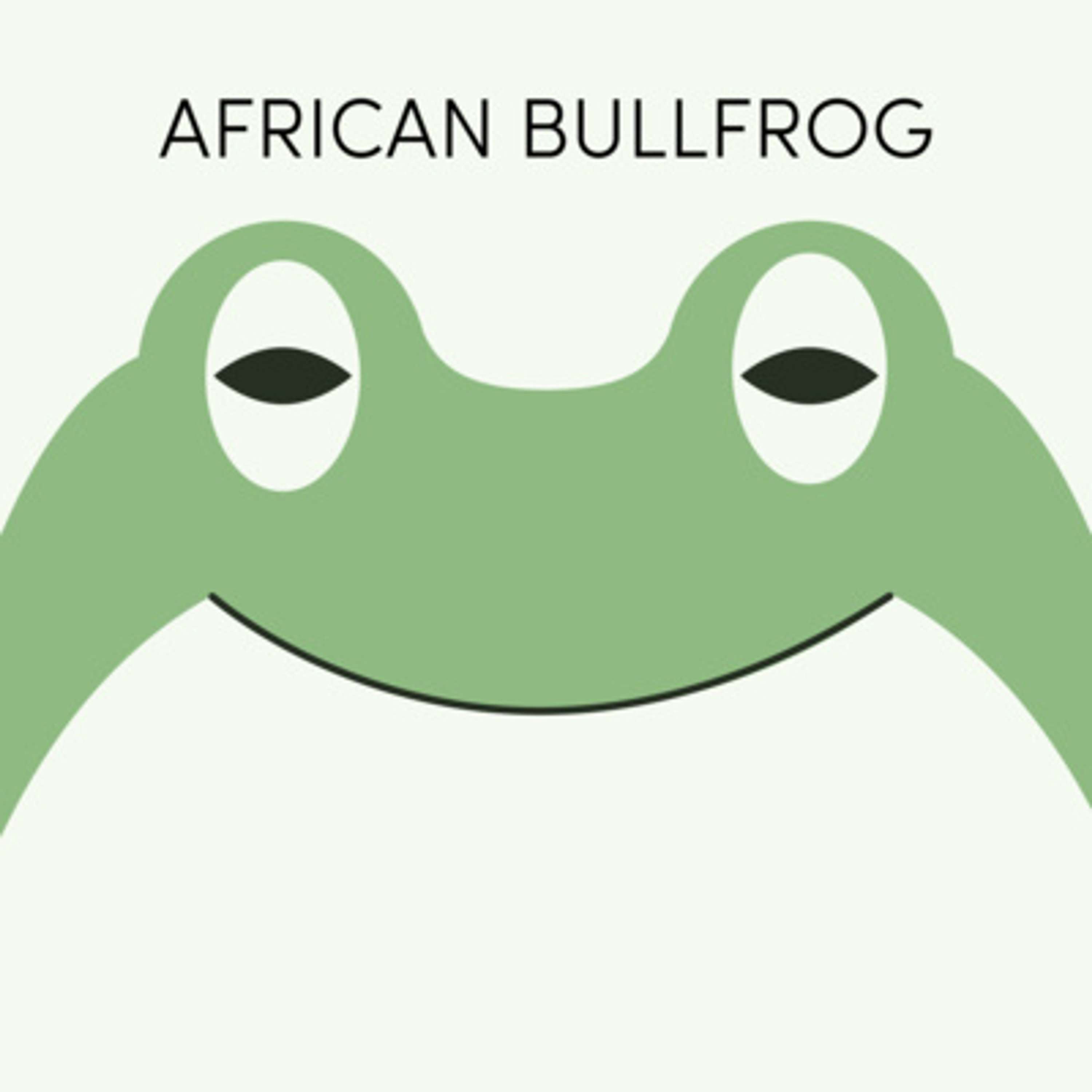 African Bullfrog | Week of September 13th