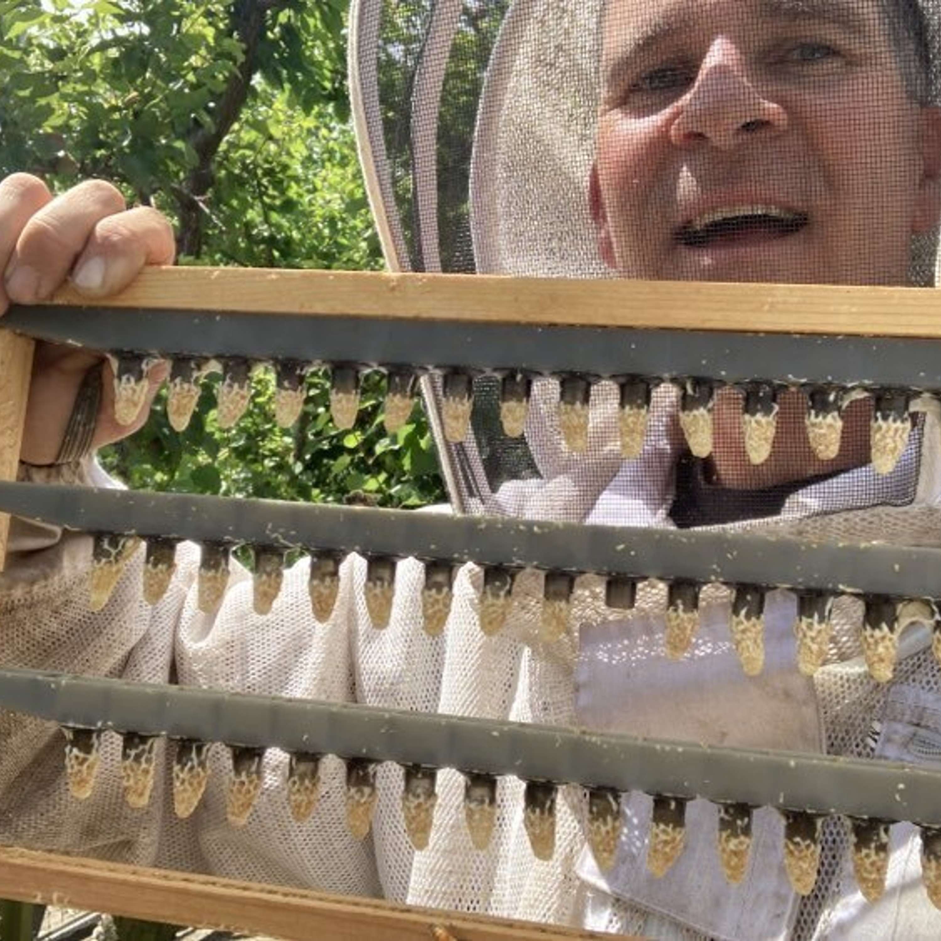 Breeding the Honeybee