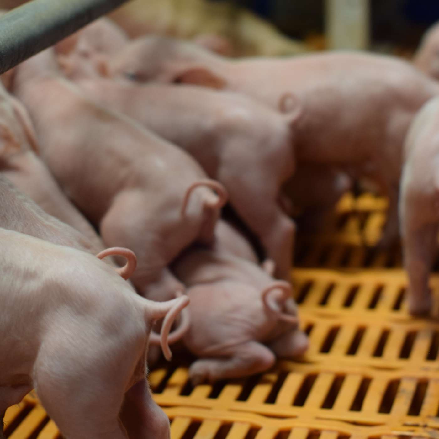 Why batch farrowing could be an option for your farm