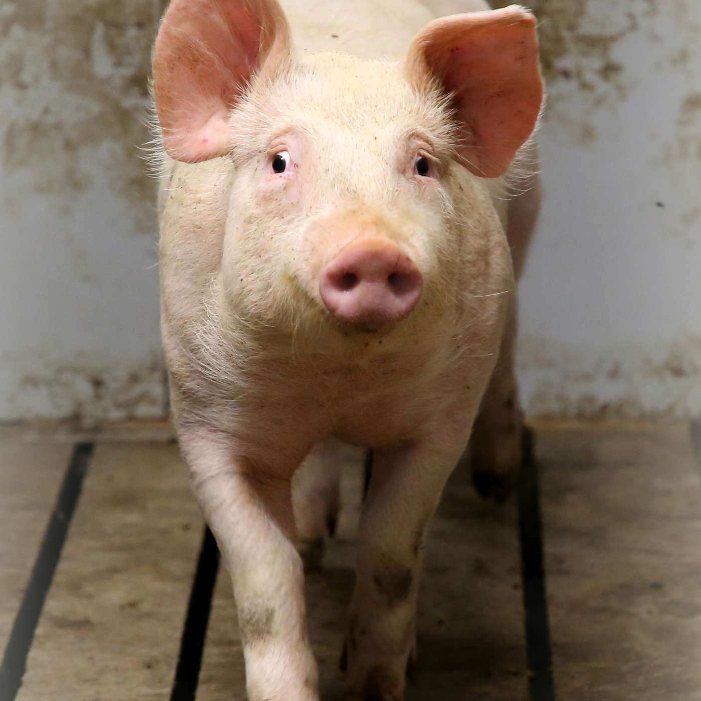 The outlook for Irish pig production in 2026 The outlook for Irish pig production in 2026