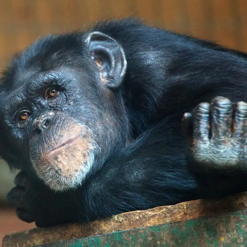 Getting acquainted with my chimp Jimmy