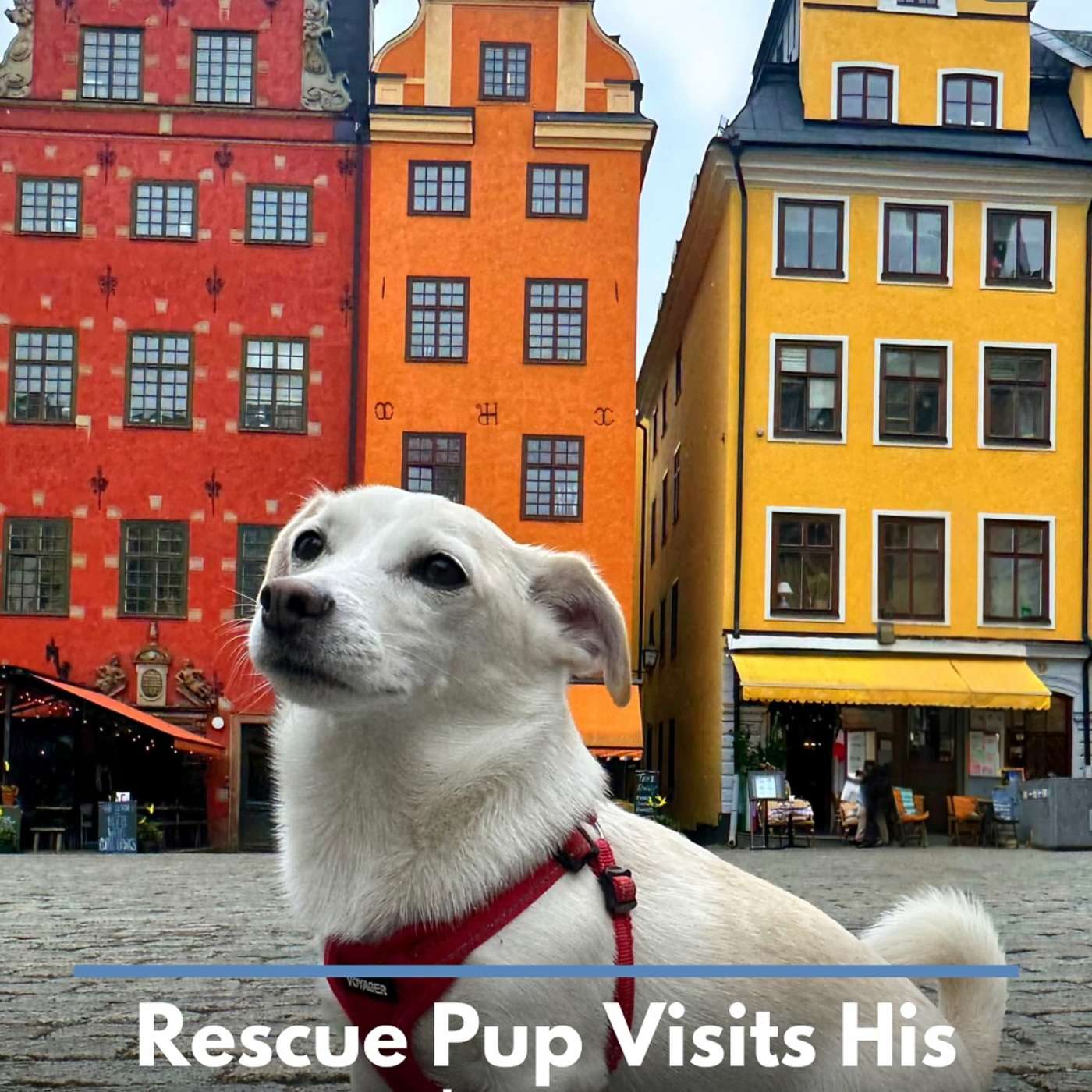 A Dogs Devotion