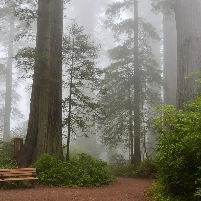 What is the Tallest Tree in the World?