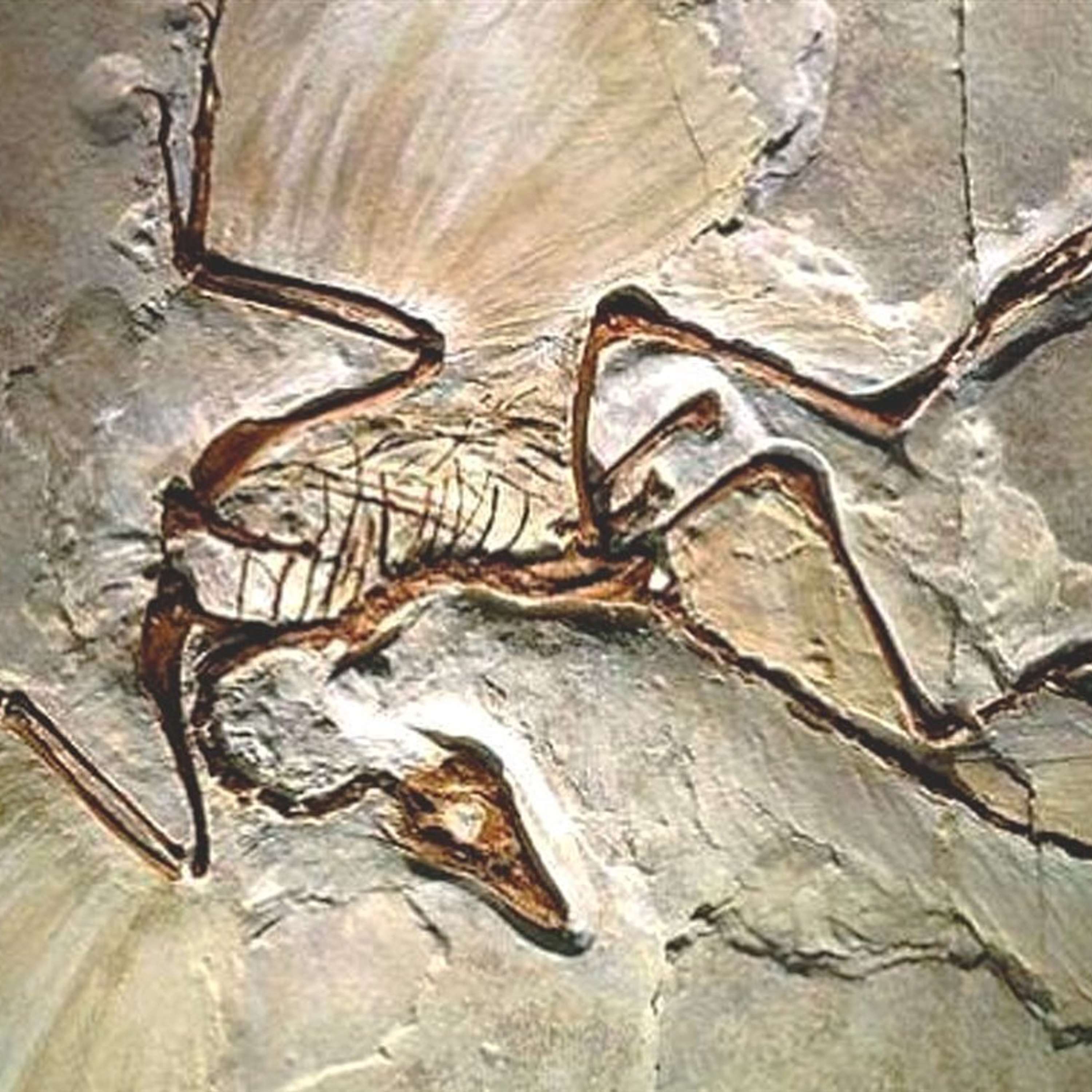 El vuelo: de los dinosaurios a los hermanos Wright (I): Los dinosaurios voladores