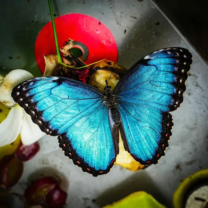 ÉCOLOGIE - Lumière sur la journée internationale de la diversité biologique