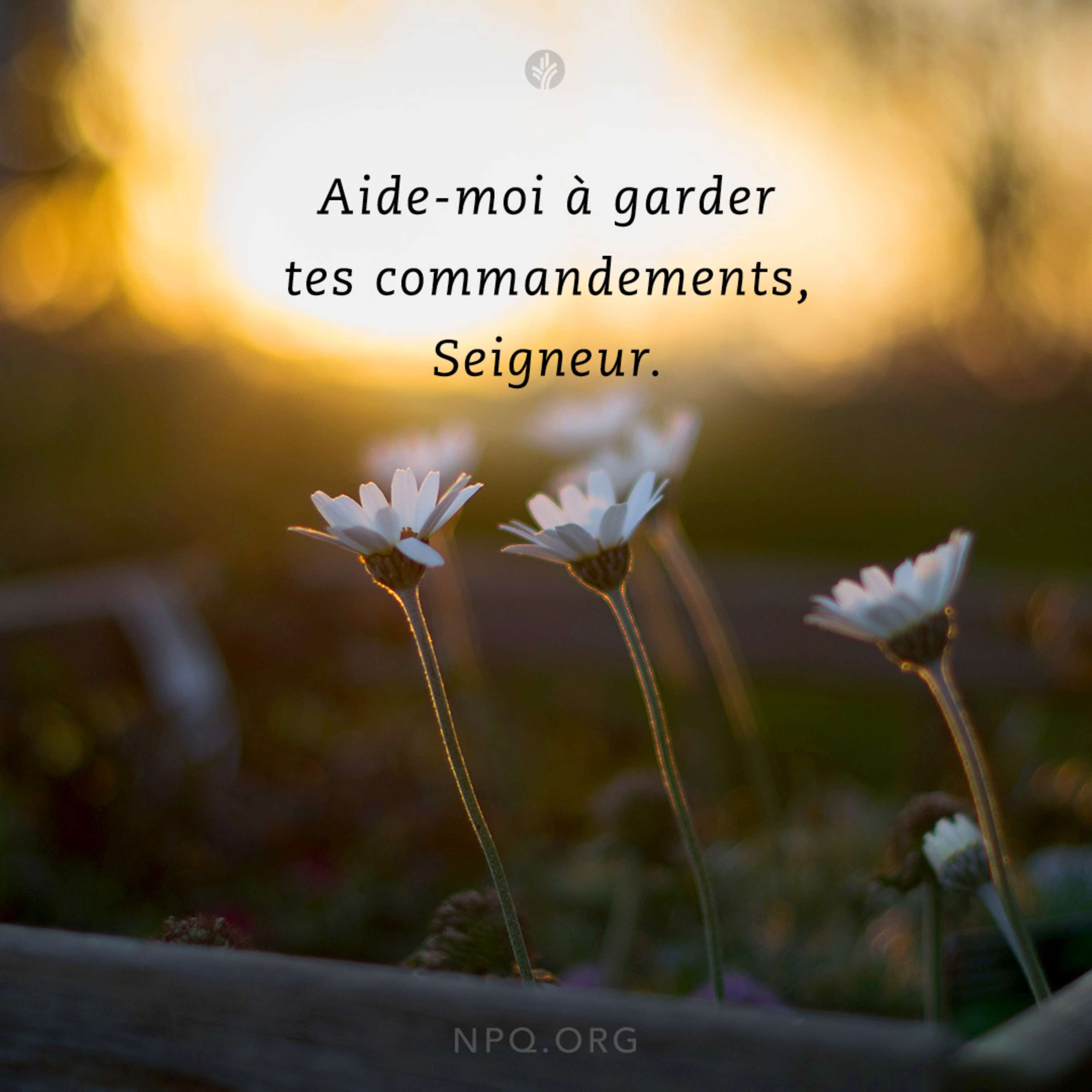 Notre Pain Quotidien podcast