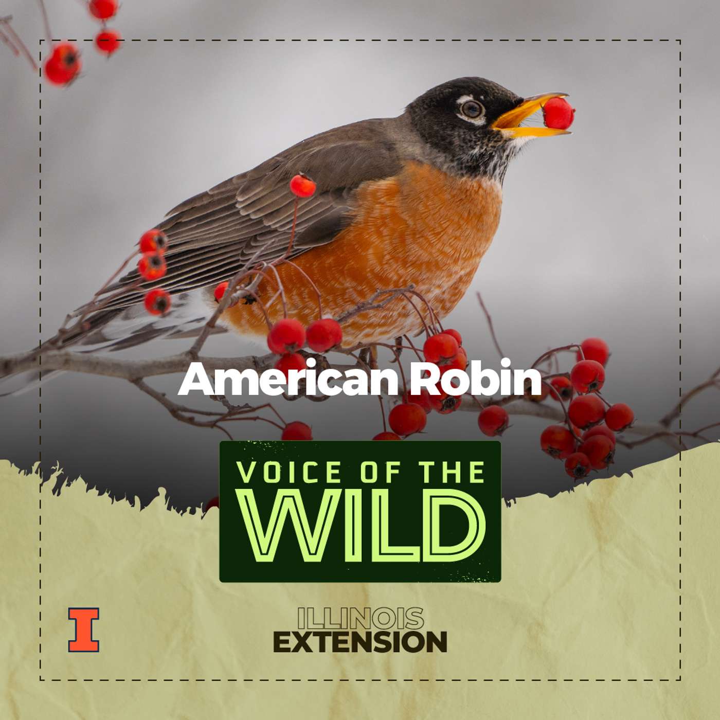Episode 78: American Robin – Voice of the Wild Episode 78: American Robin – Voice of the Wild
