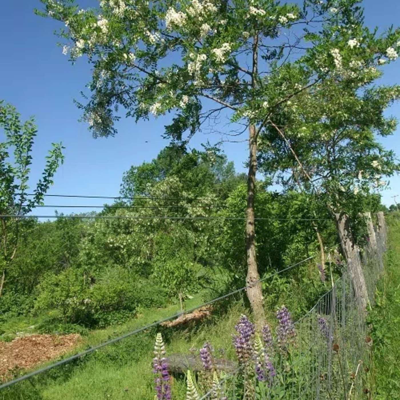 Orchard People