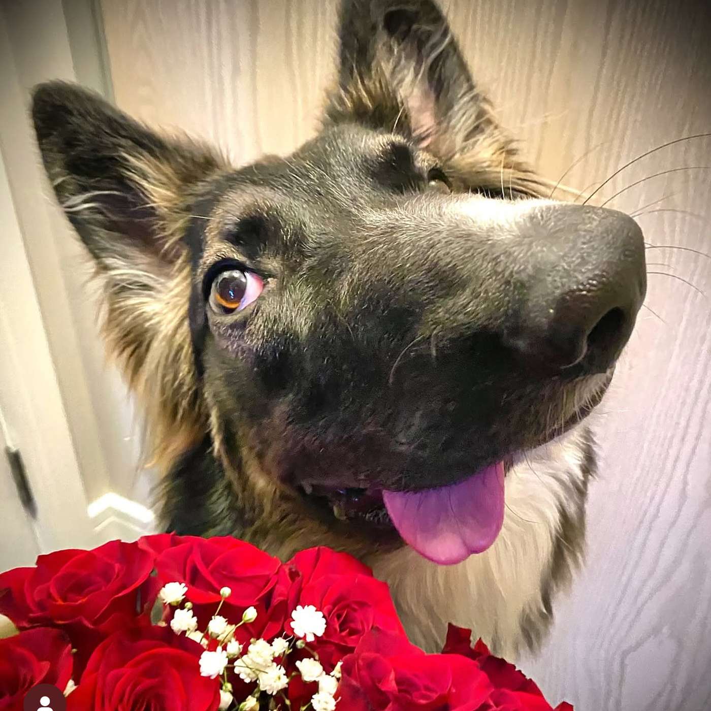 A Dogs Devotion