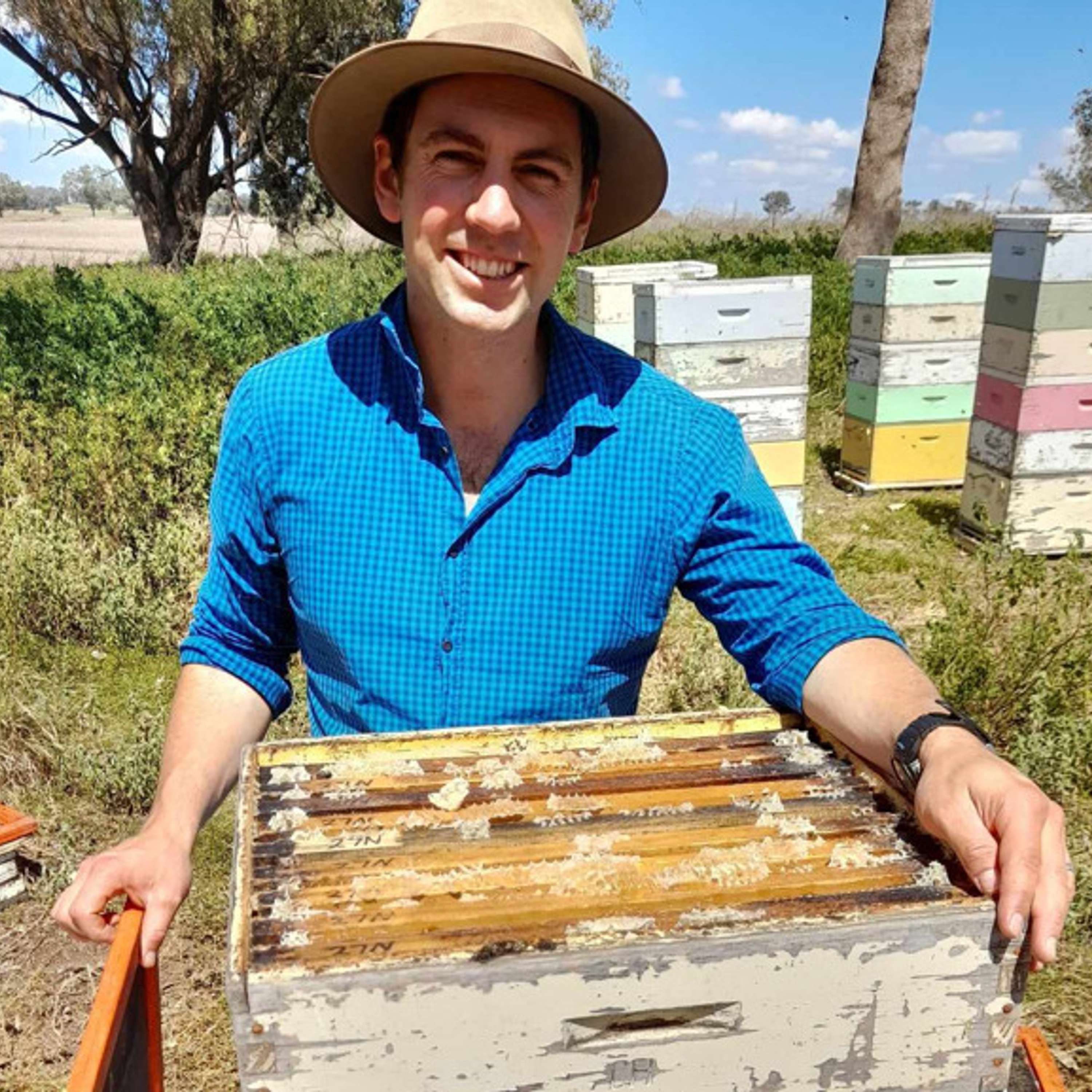 Breeding the Honeybee