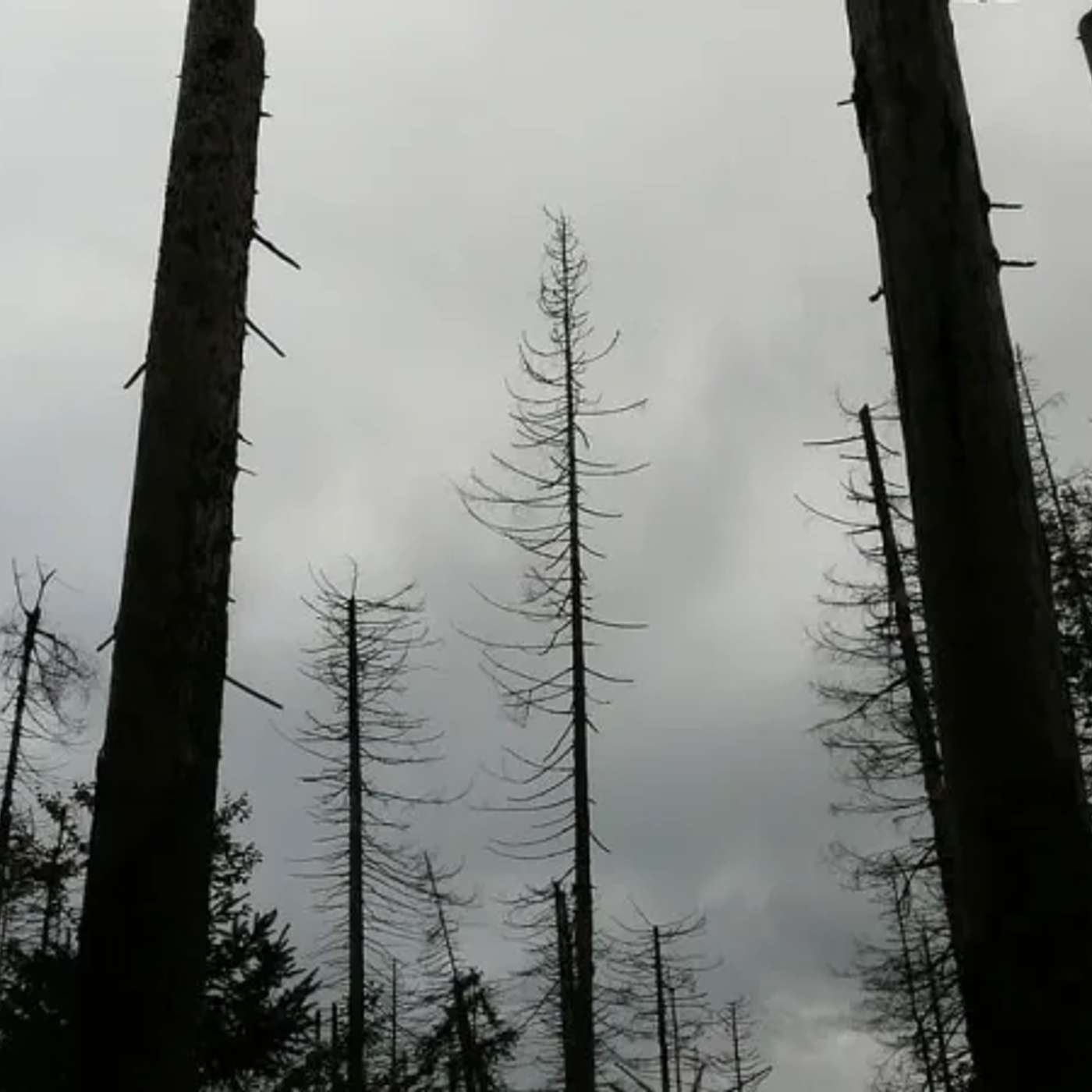 Krušnohorské lesy zničila rudo-černá labuť