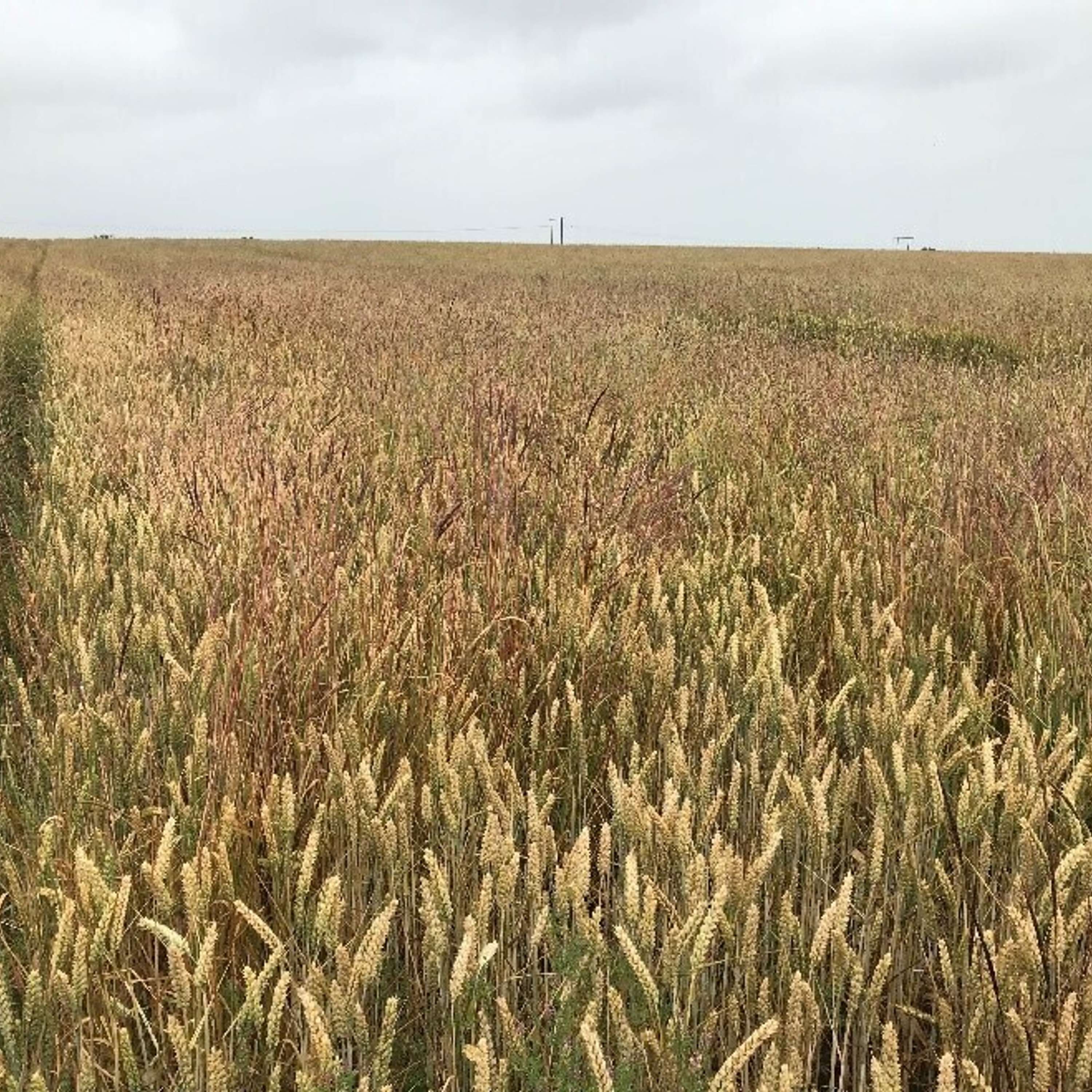 The Tillage Edge