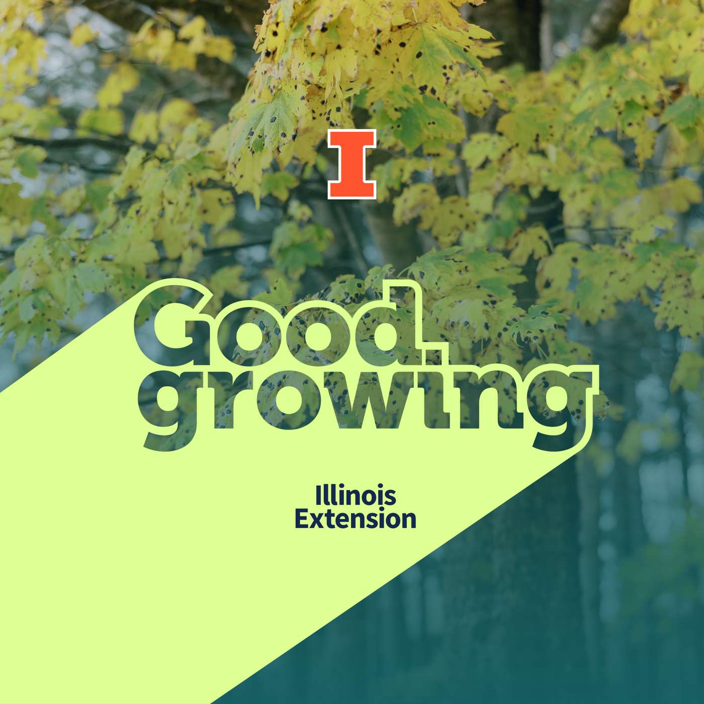 Ep. 224 Fall gardening questions answered | #GoodGrowing