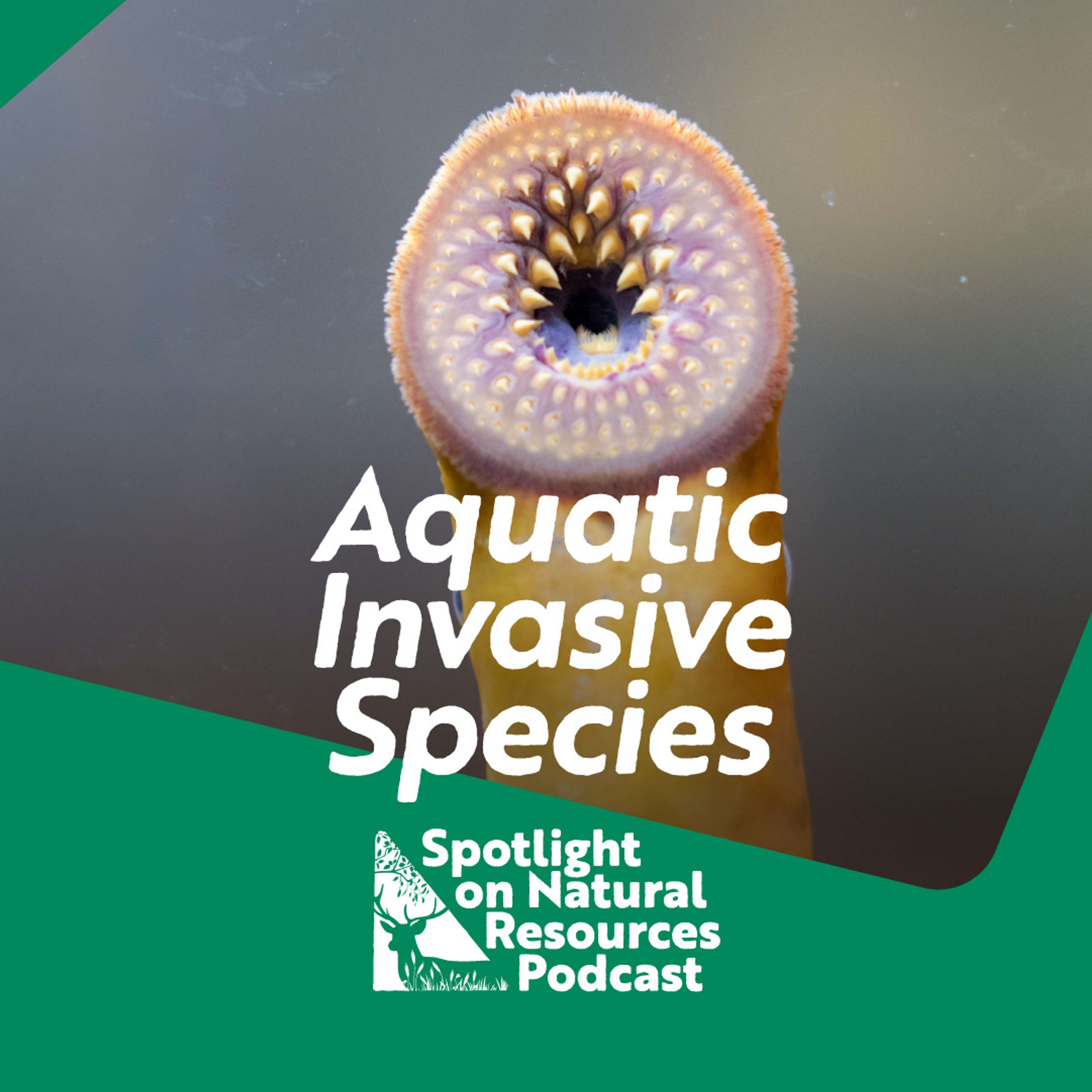 Everyday Environment Podcast