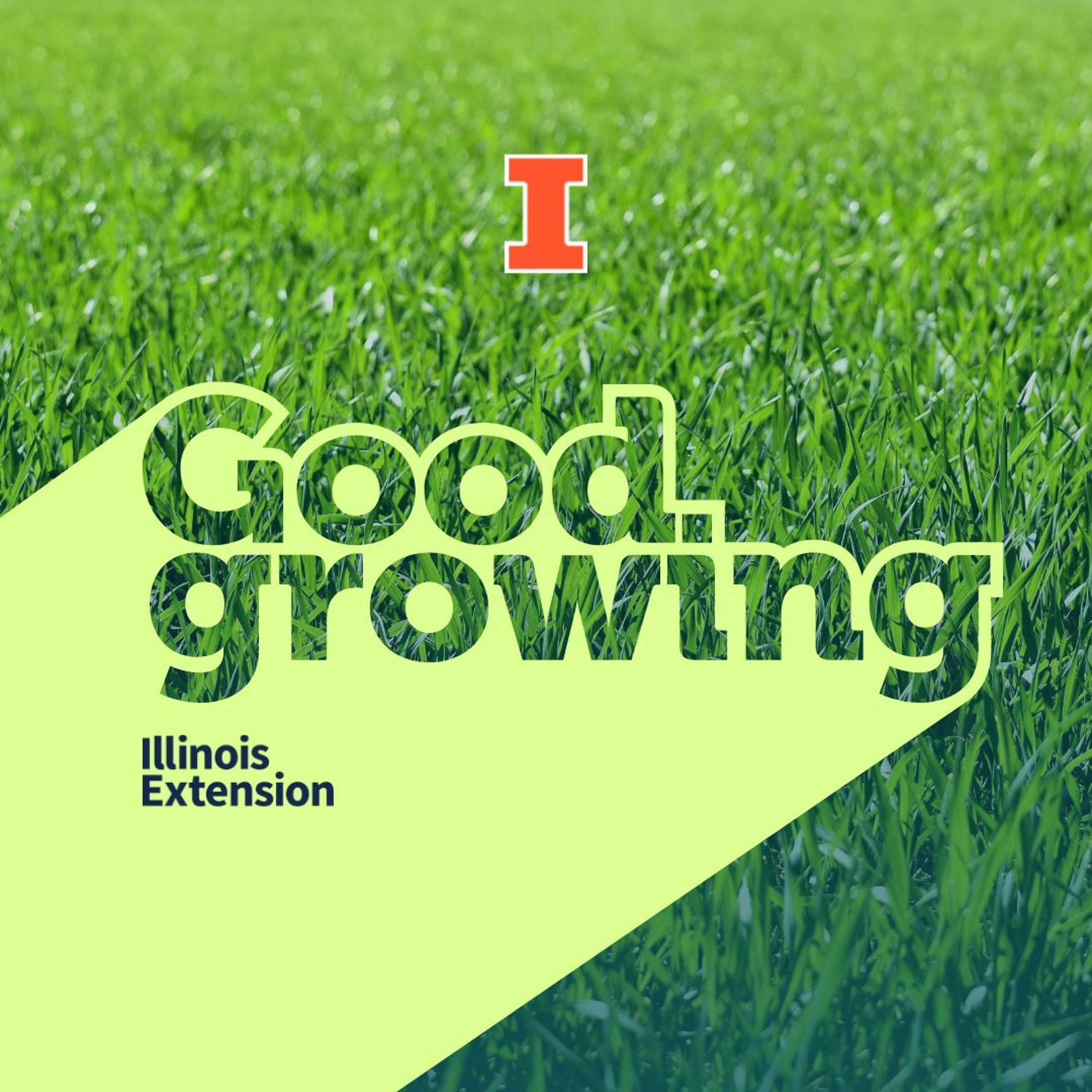 Ep. 80 Fall lawn care tasks and tips with Richard Hentschel #goodgrowing