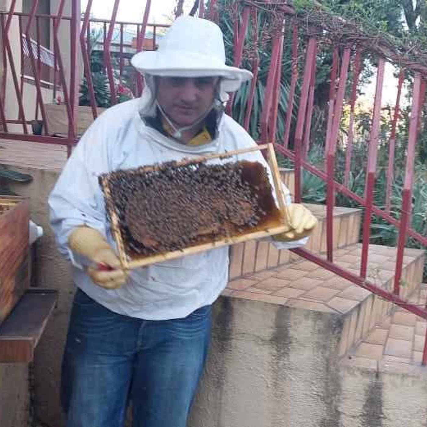 Breeding the Honeybee