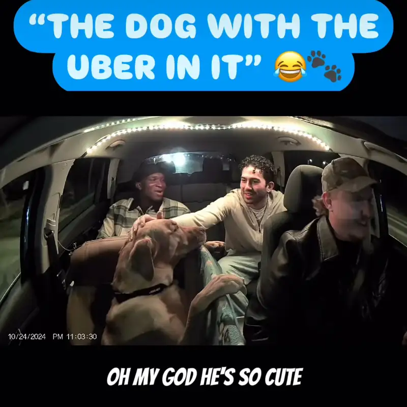The Uber Dog