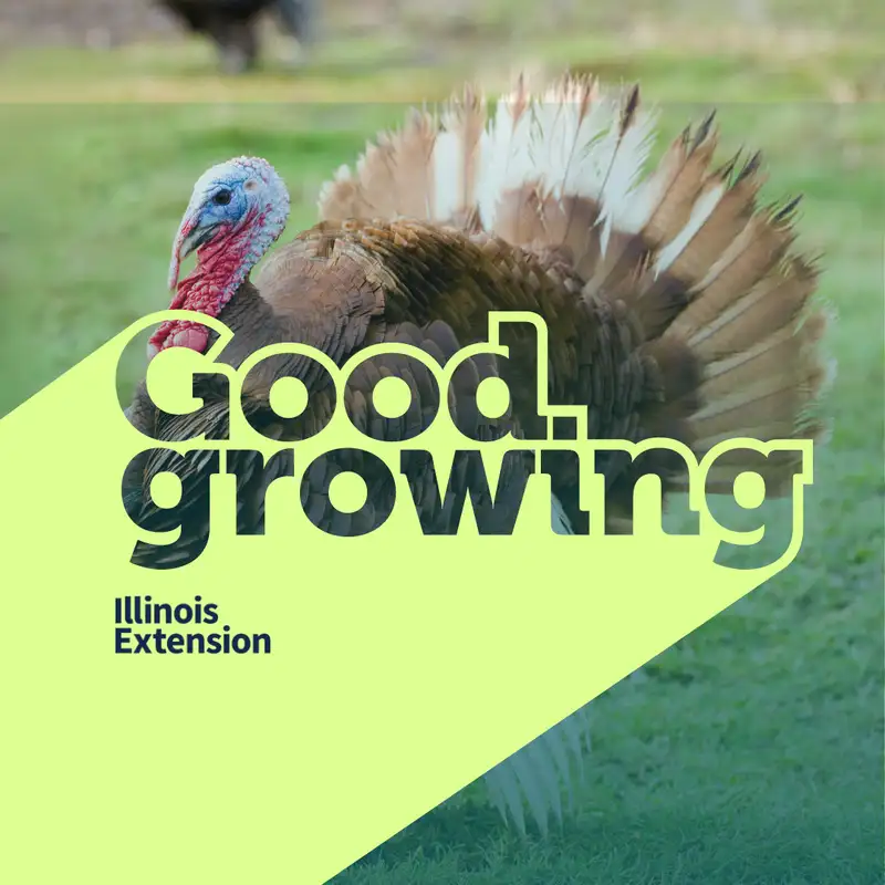 Gardenbite Turkey Talk: Tips for growing your own turkey | #GoodGrowing