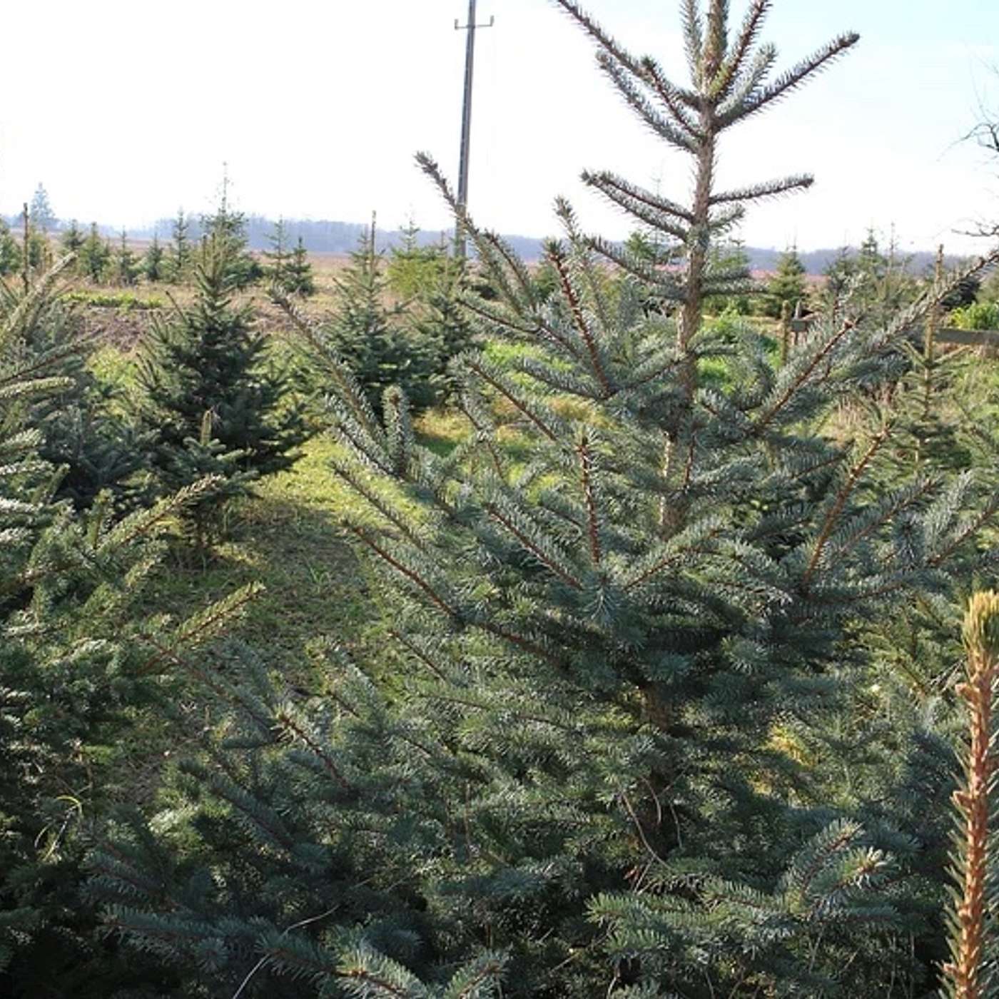 O Christmas Tree, O Christmas Tree