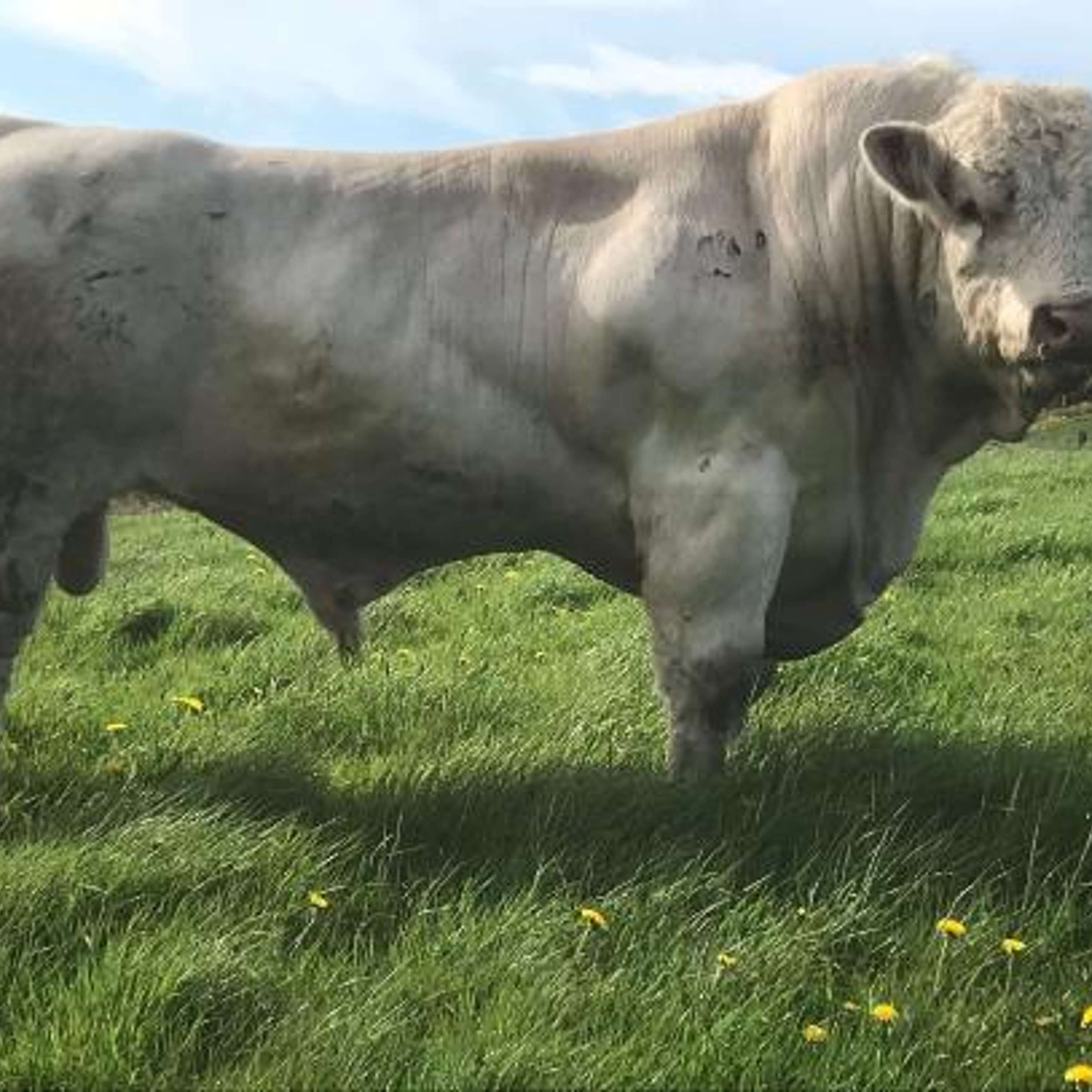 The Beef Edge