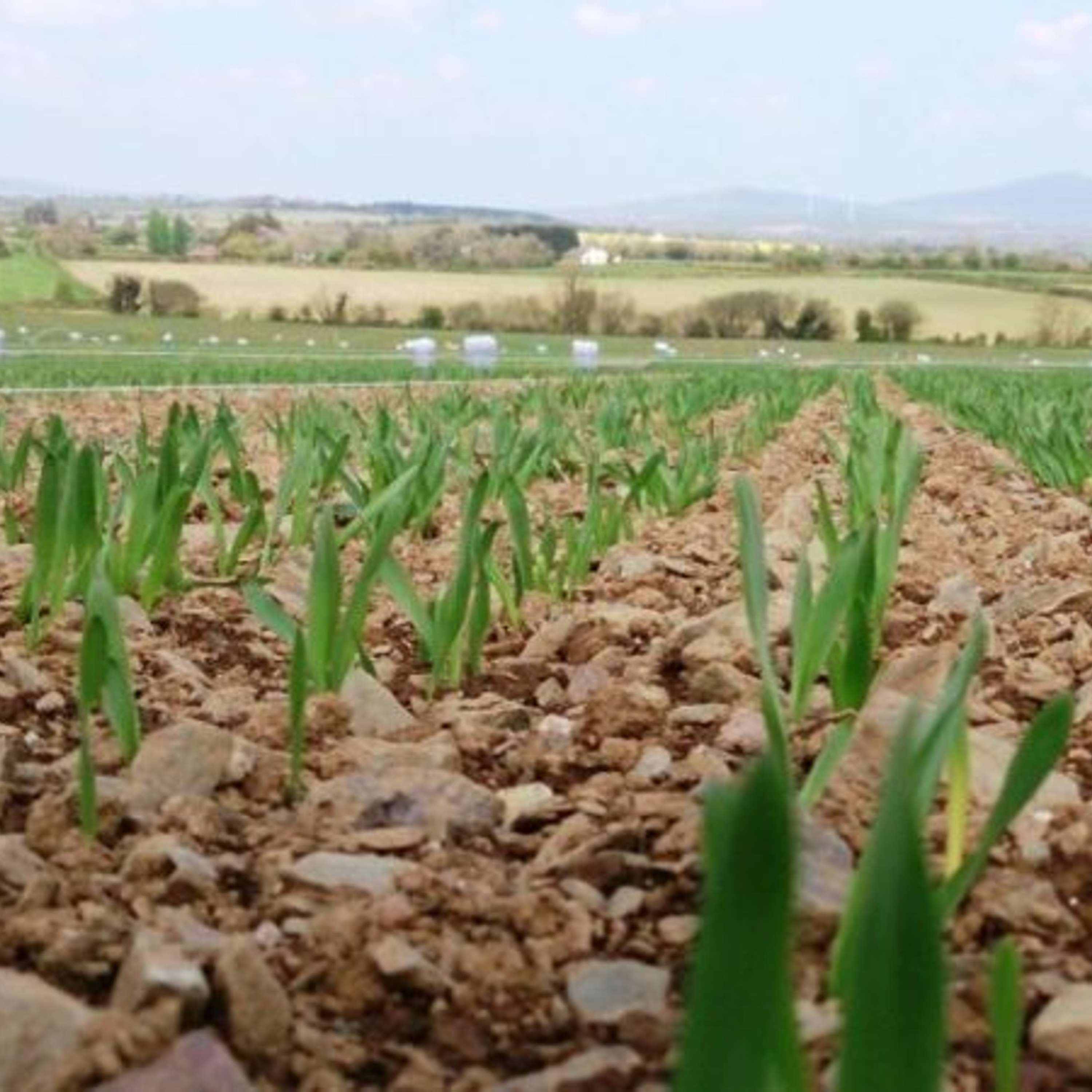 The Tillage Edge