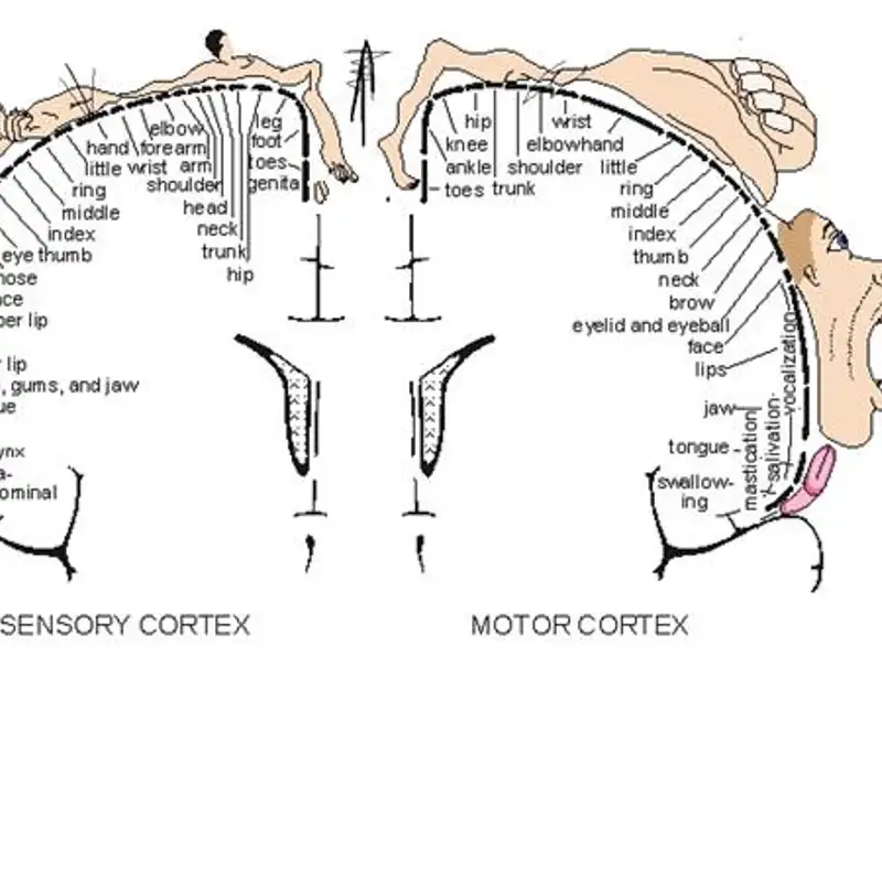 Advanced LifeWave Patching Protocols to Support Nervous System Health