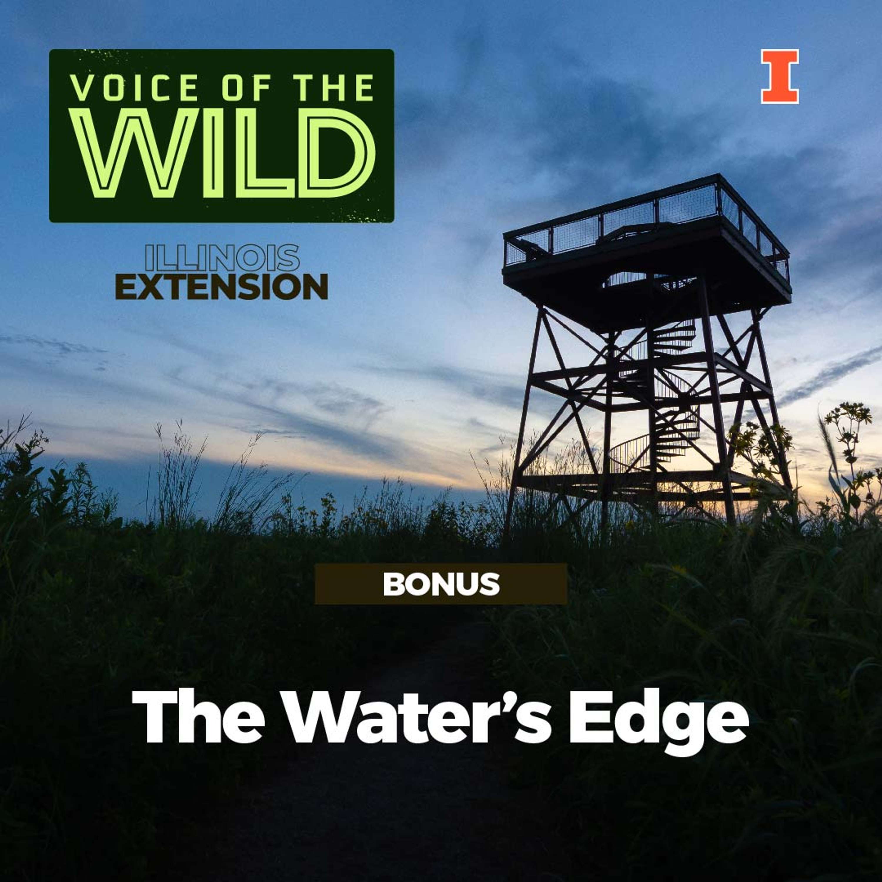 Voice of the Wild