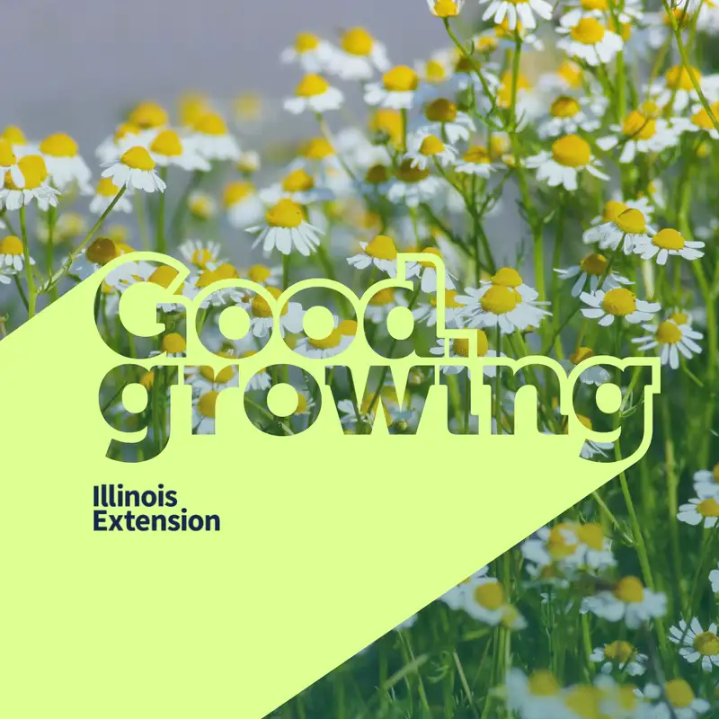 Ep. 201 Chamomile: Discover 2025's herb of the year | #GoodGrowing