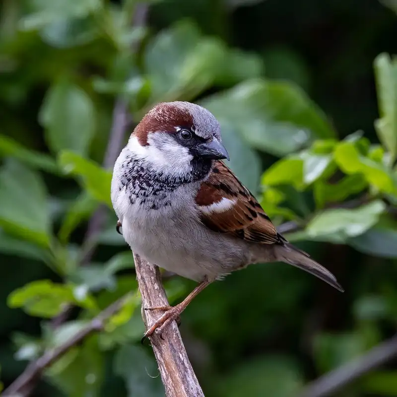 How Many Birds Are There?