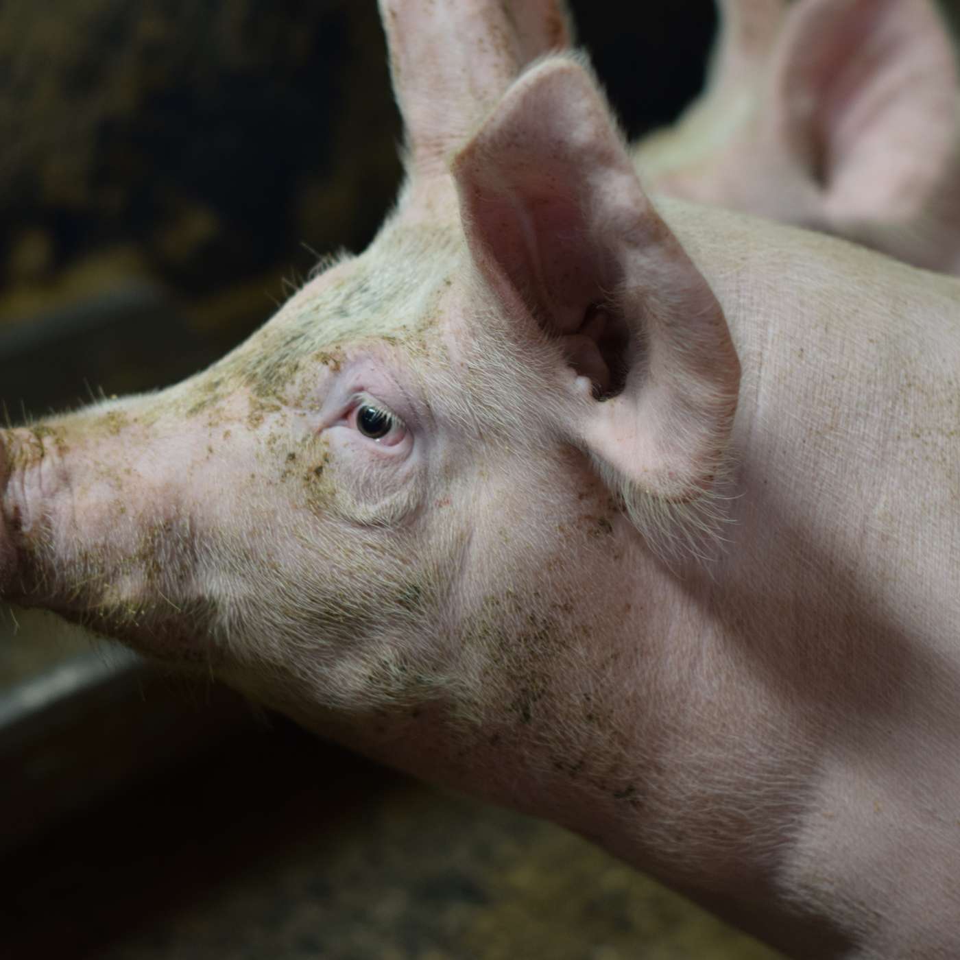 Optimising Pig Performance: Balancing diet, sustainability & the future