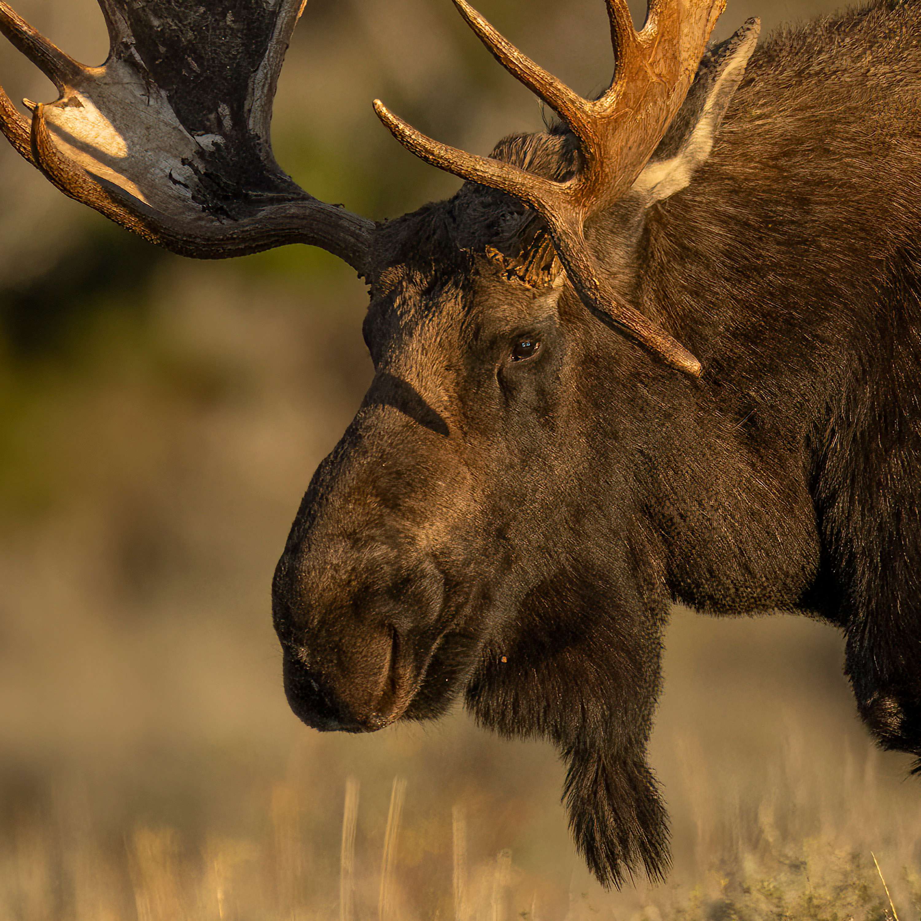 The Nature Photography Podcast