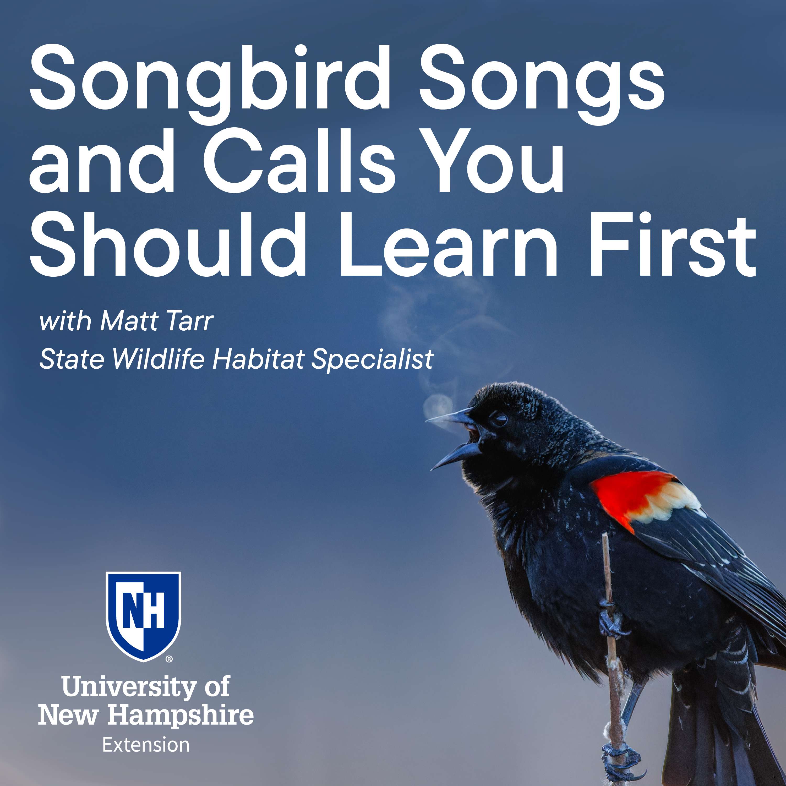 Songbird Songs and Calls You Should Learn First podcast artwork